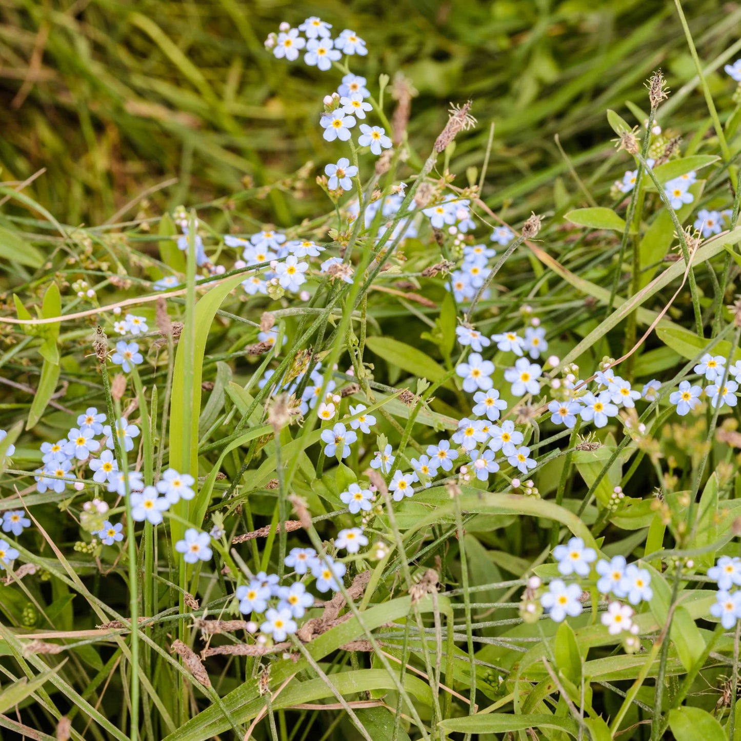 100Pcs Forget Me Not (Myosotis Sylvatica) Blue Flower Seeds