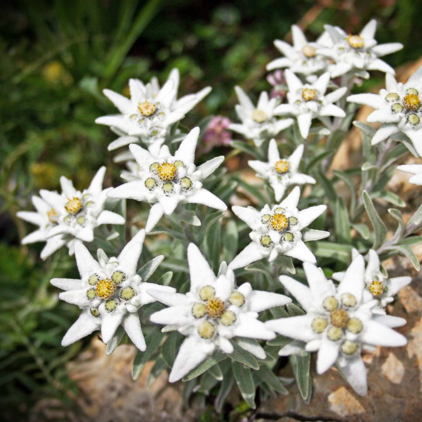 100Pcs Edelweiss Flower Seeds