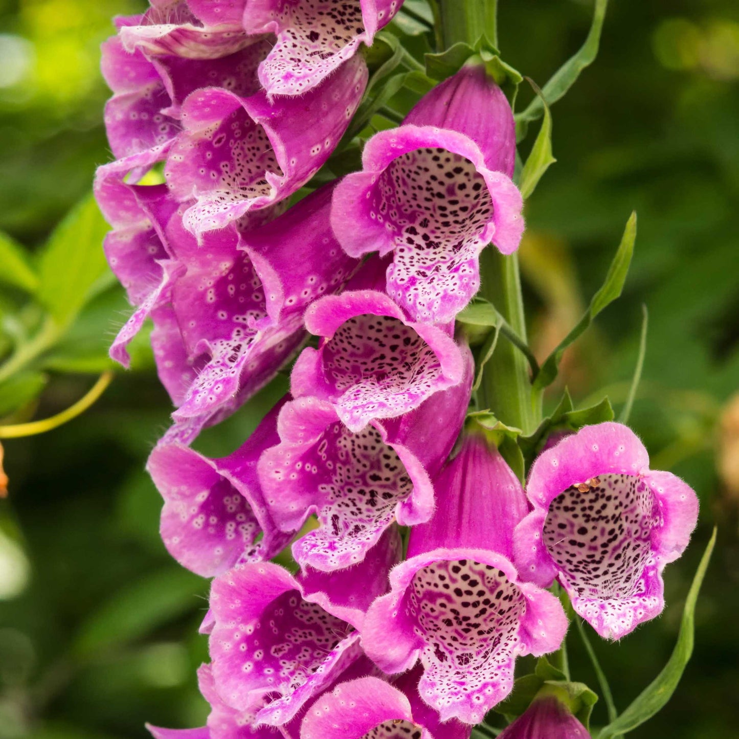 100Pcs Foxgloves Flower Seeds Pack