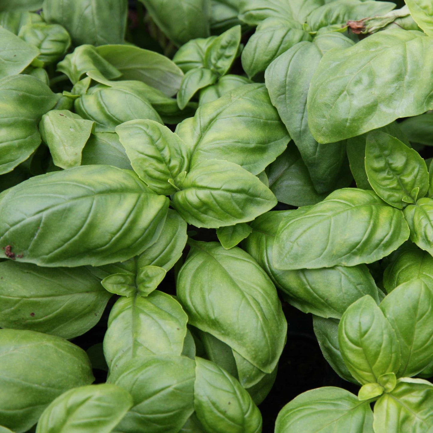 100Pcs Organic Basil Seeds Pack