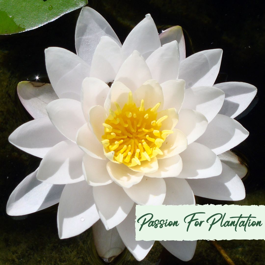 5 WHITE LOTUS Flower Seeds