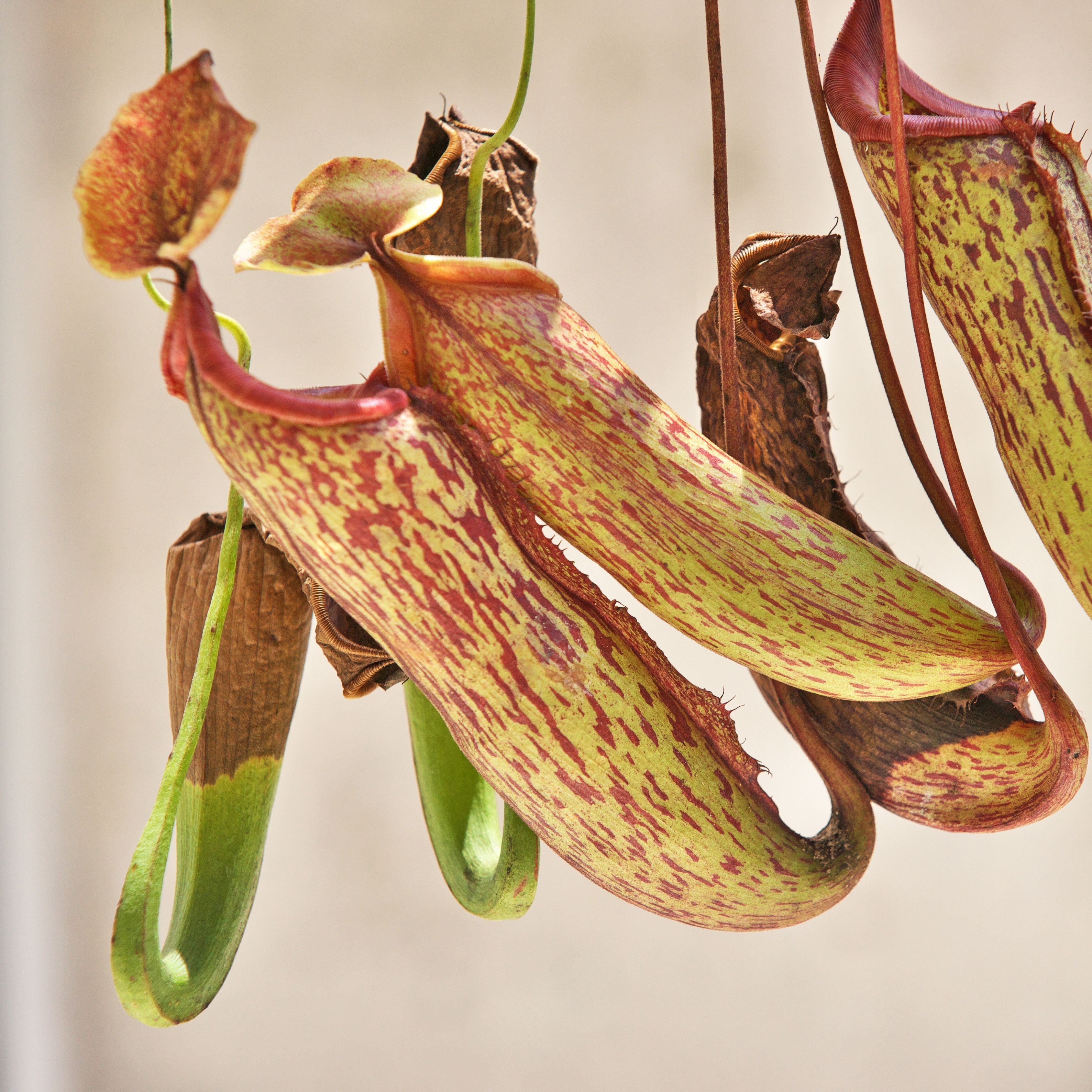 Carnivorous Pitcher Plant Purpurea Foliage Shades Flower Exotic Seeds