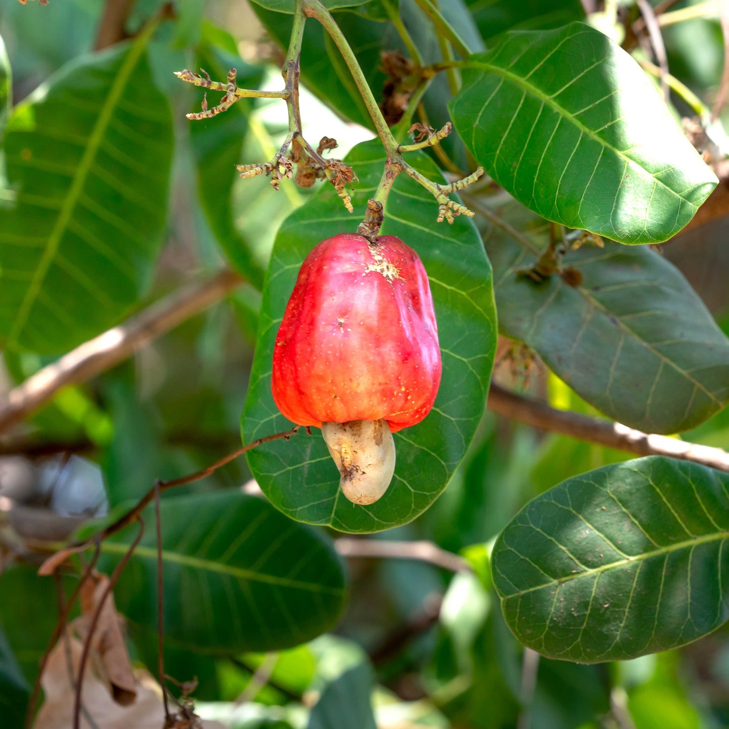 3Pcs Cashew Plant Seeds