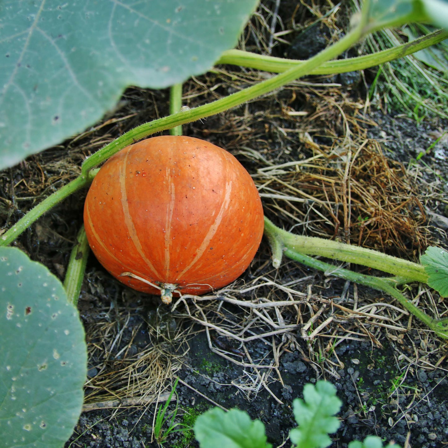 10Pcs Pumpkin Seeds