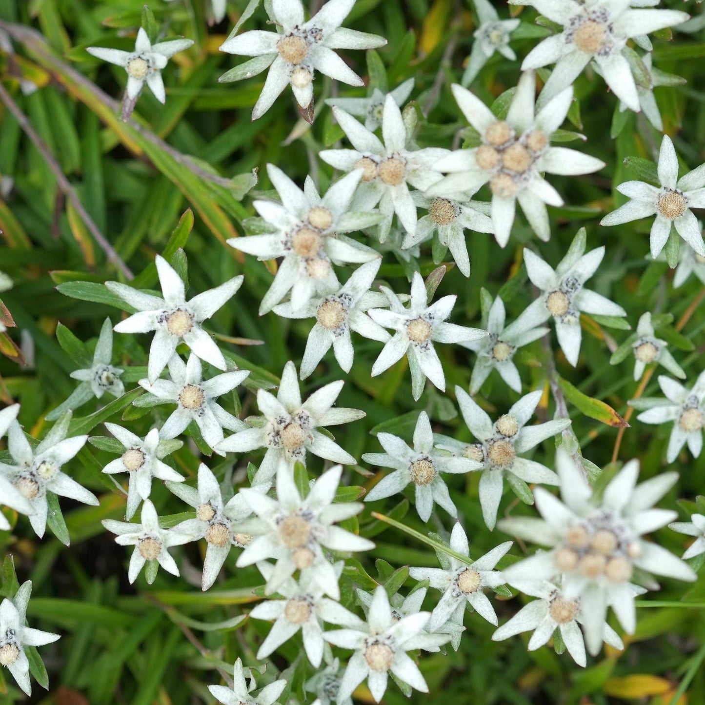 100Pcs Edelweiss Flower Seeds