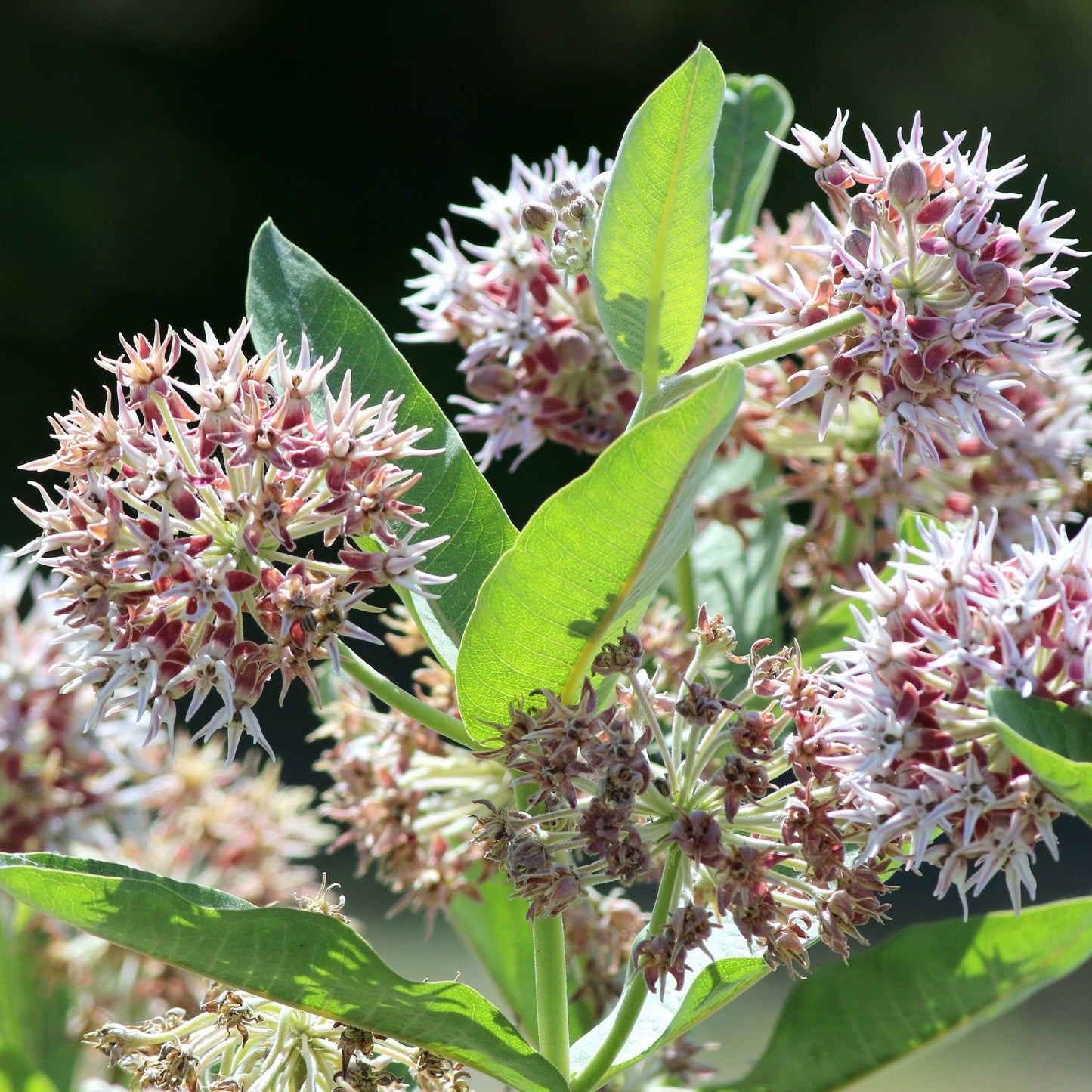 50Pcs Milkweed Flower Seeds