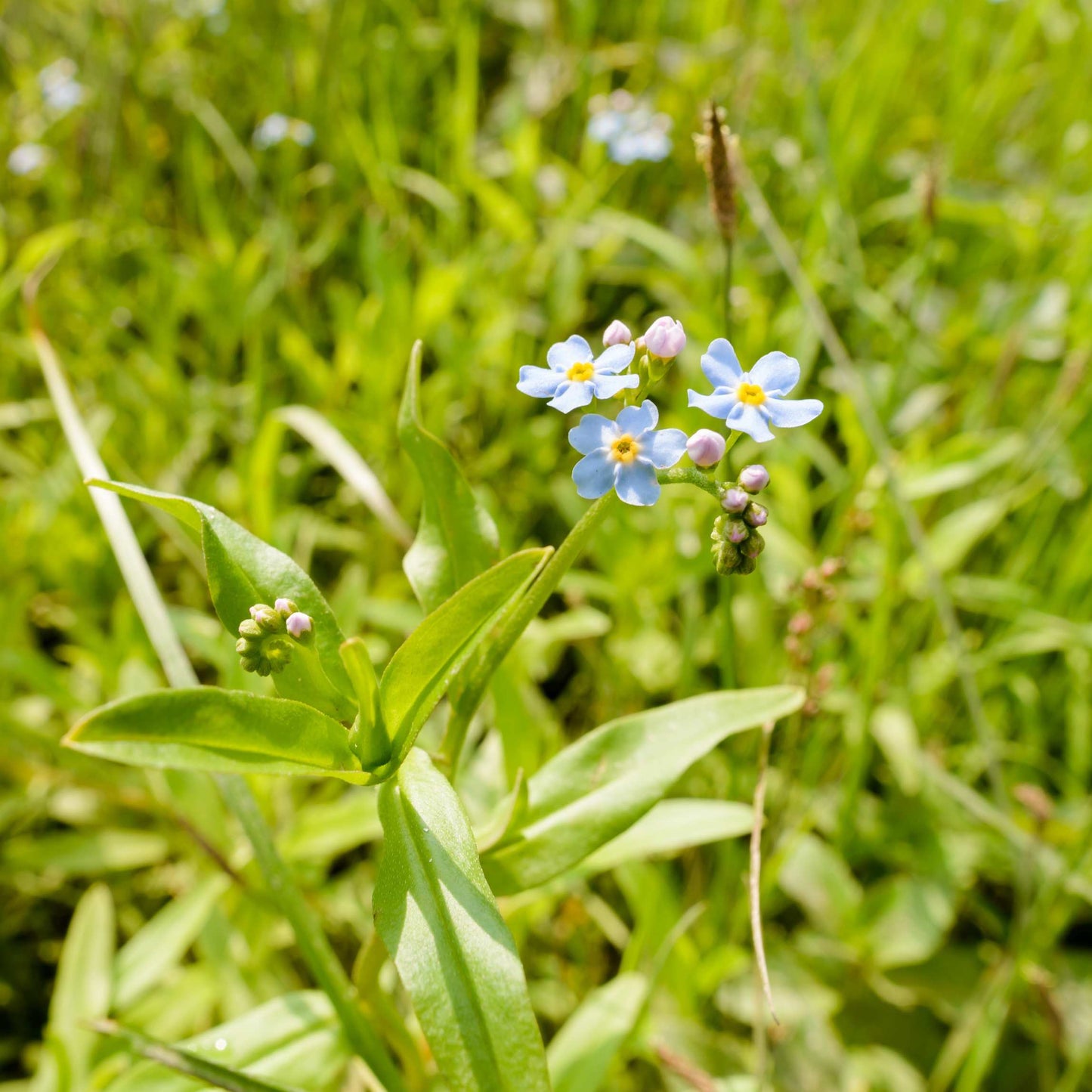 100Pcs Forget Me Not (Myosotis Sylvatica) Blue Flower Seeds