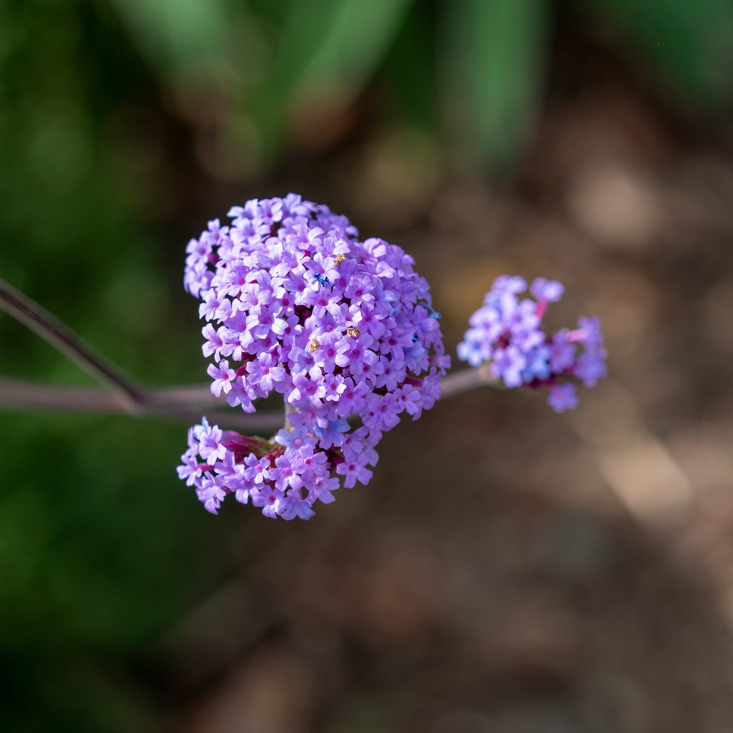 100Pcs Purpletop Vervain Flower Seeds