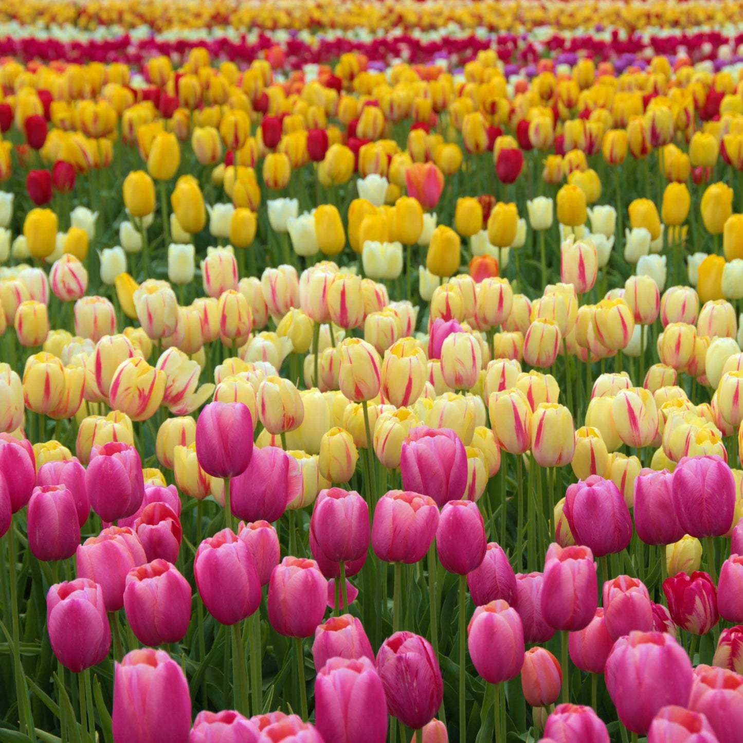 50Pcs Mixed Color Tulip Seeds