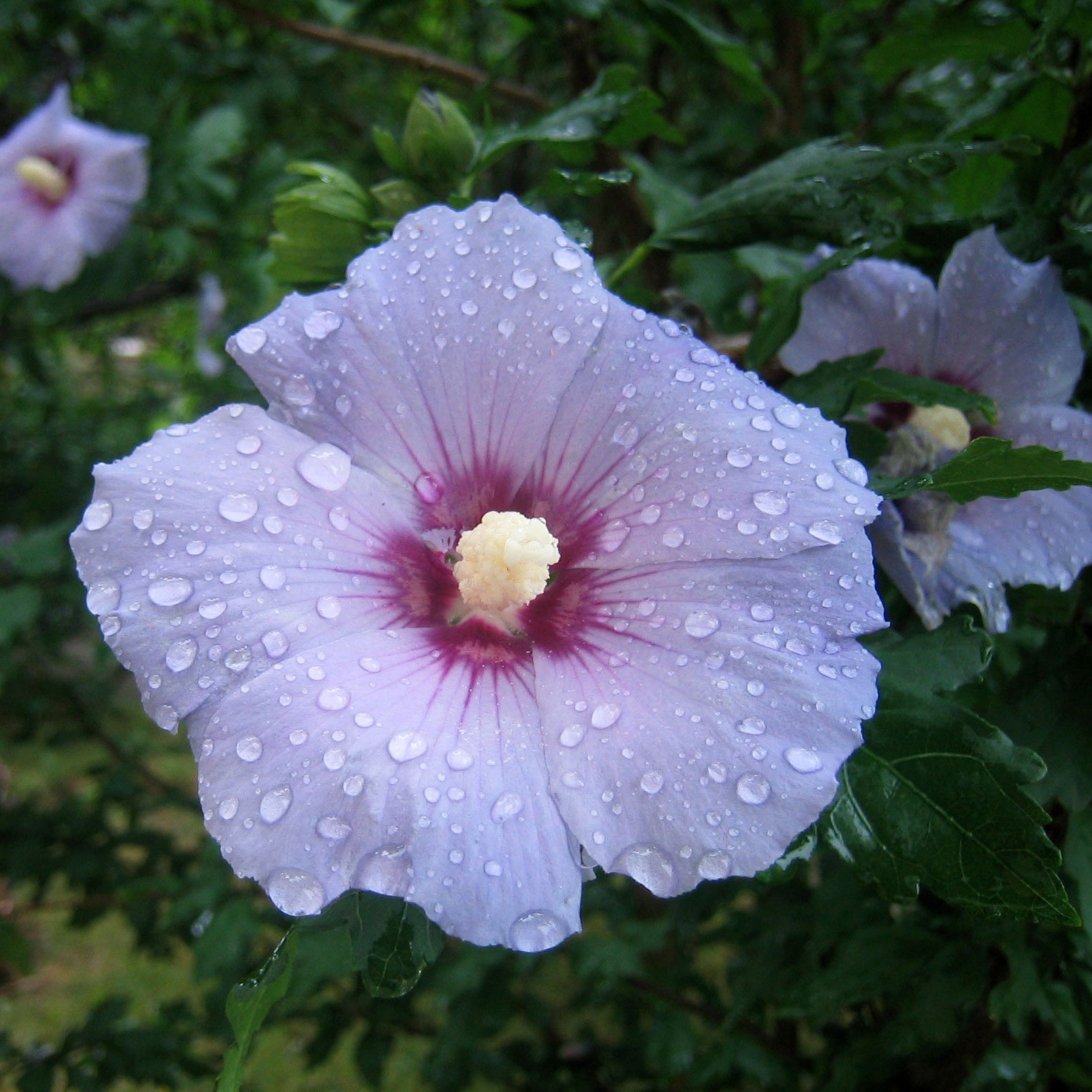 200Pcs Multi Colored Hibiscus Seeds