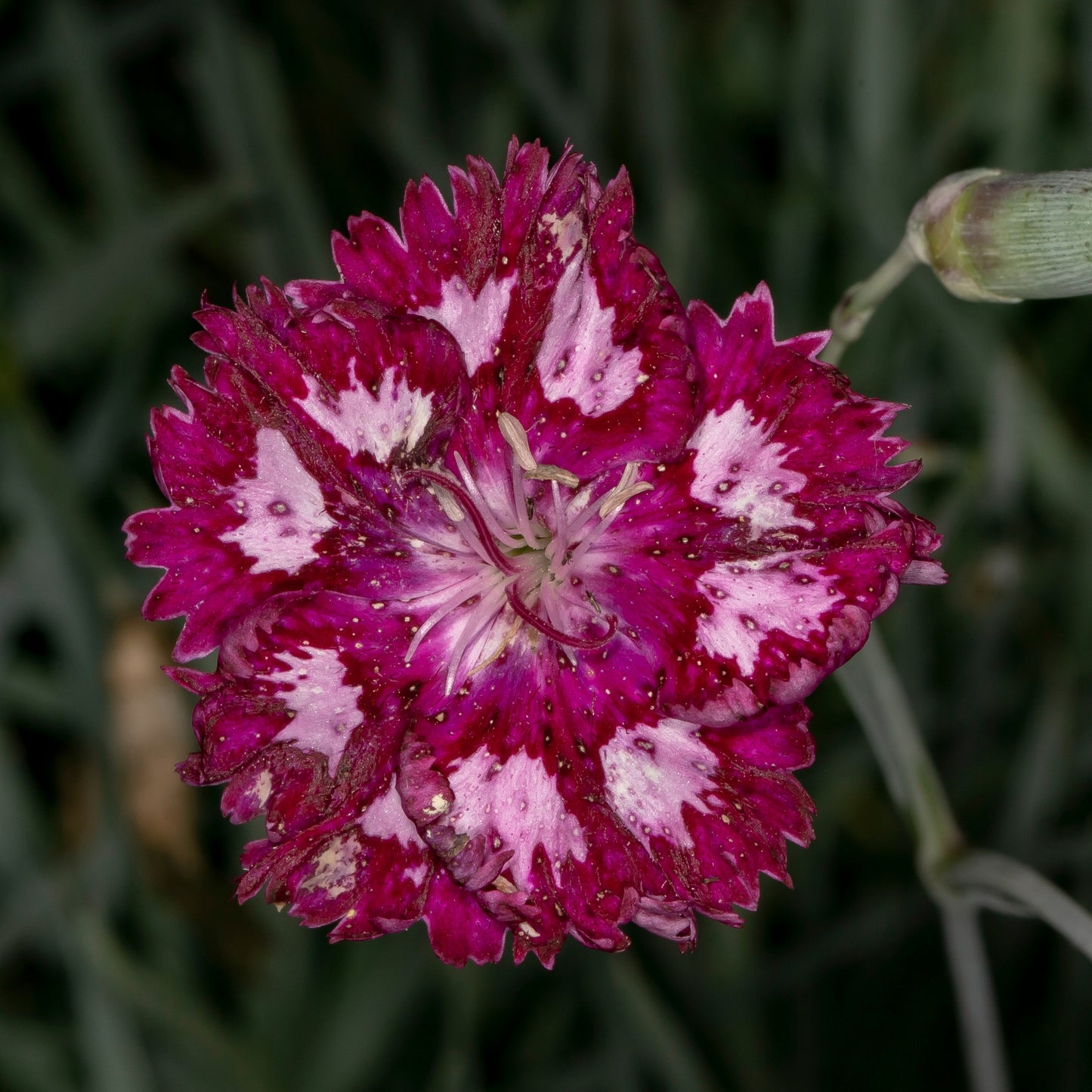Mixed Multicolor Sweet William Flower Seeds