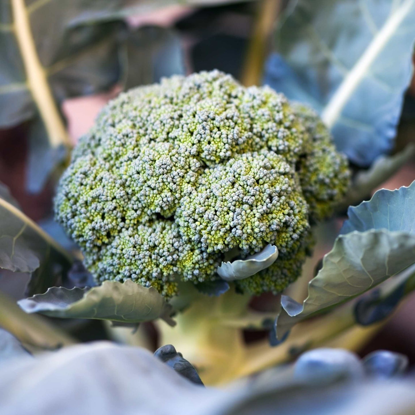 50Pcs Organic Broccoli Seeds