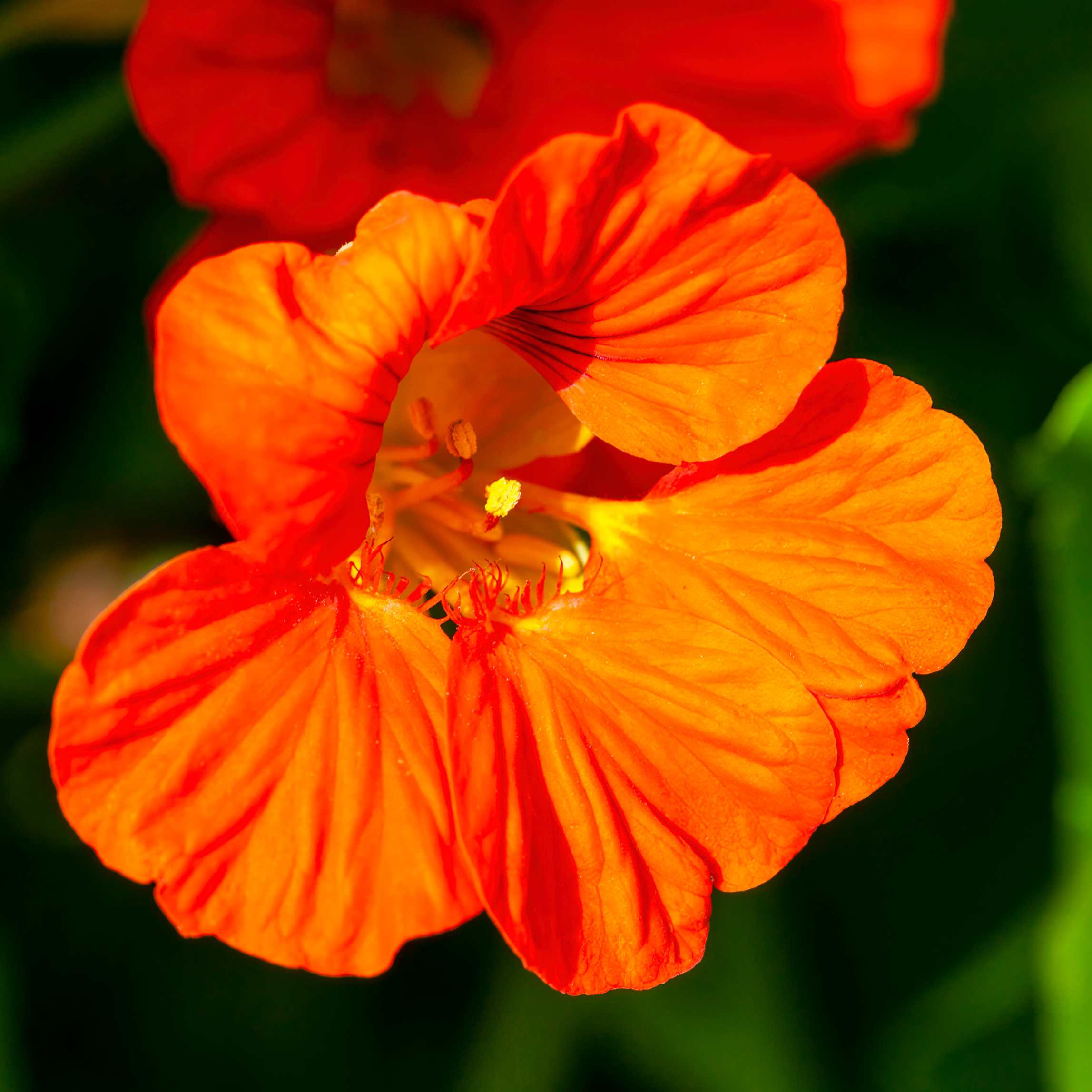 100Pcs Nasturtium Flower Seeds Pack