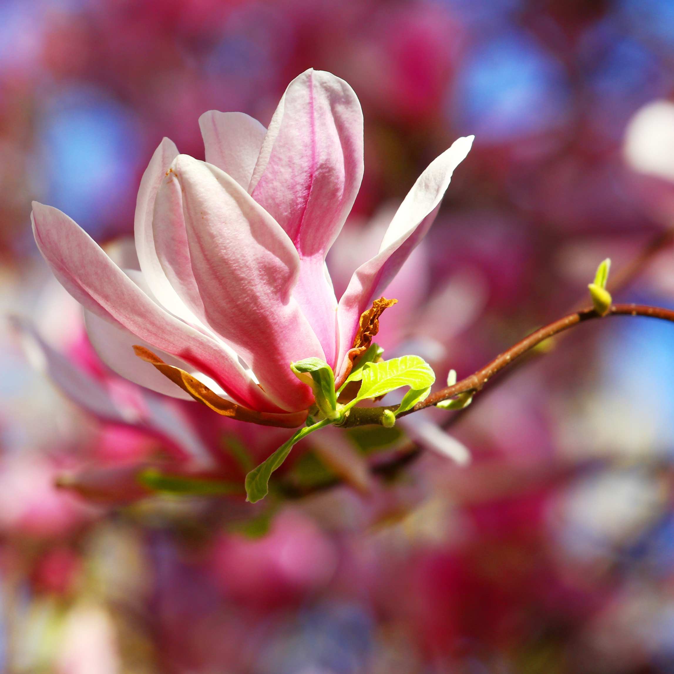 100Pcs Magnolia Flower Seeds Pack