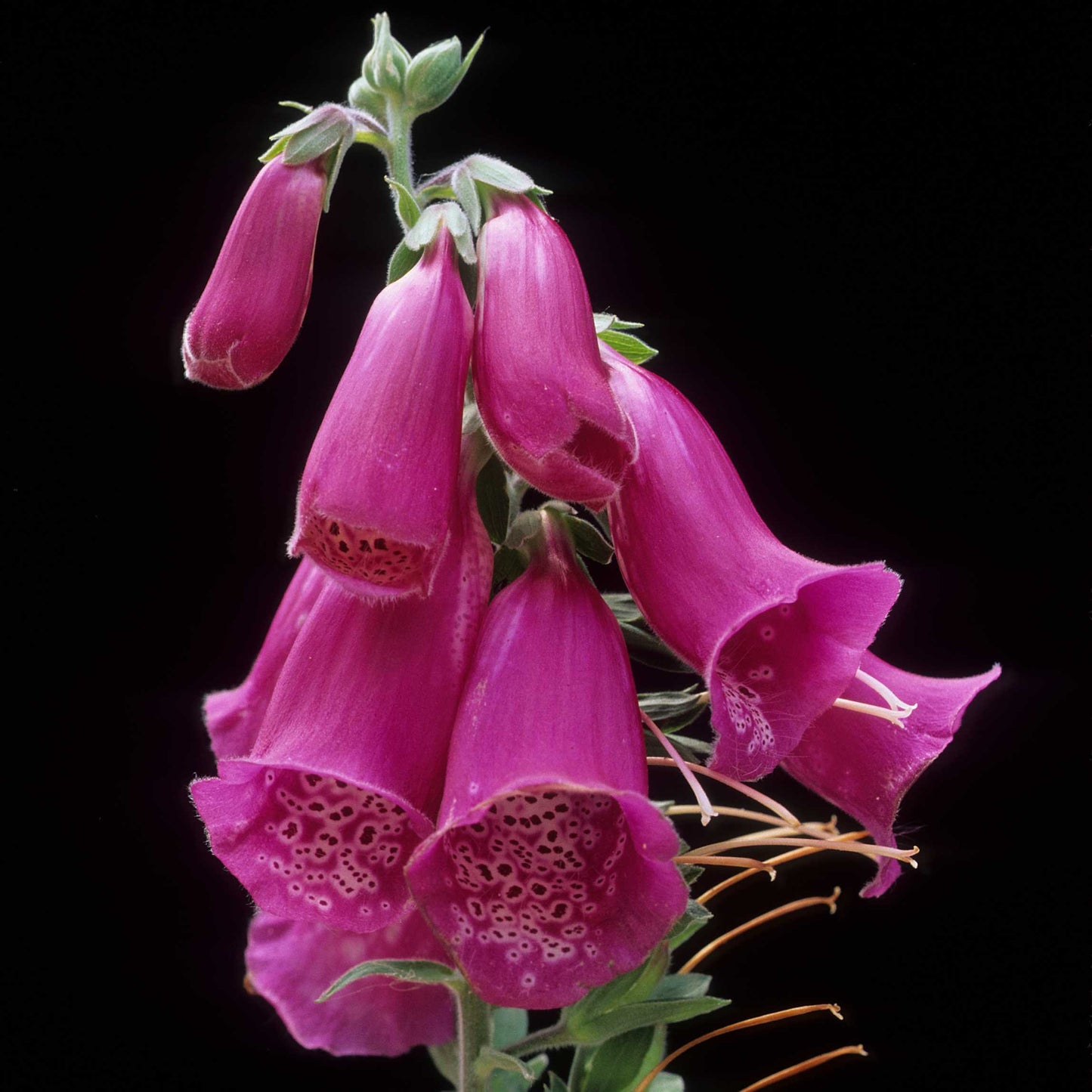 100Pcs Foxgloves Flower Seeds Pack