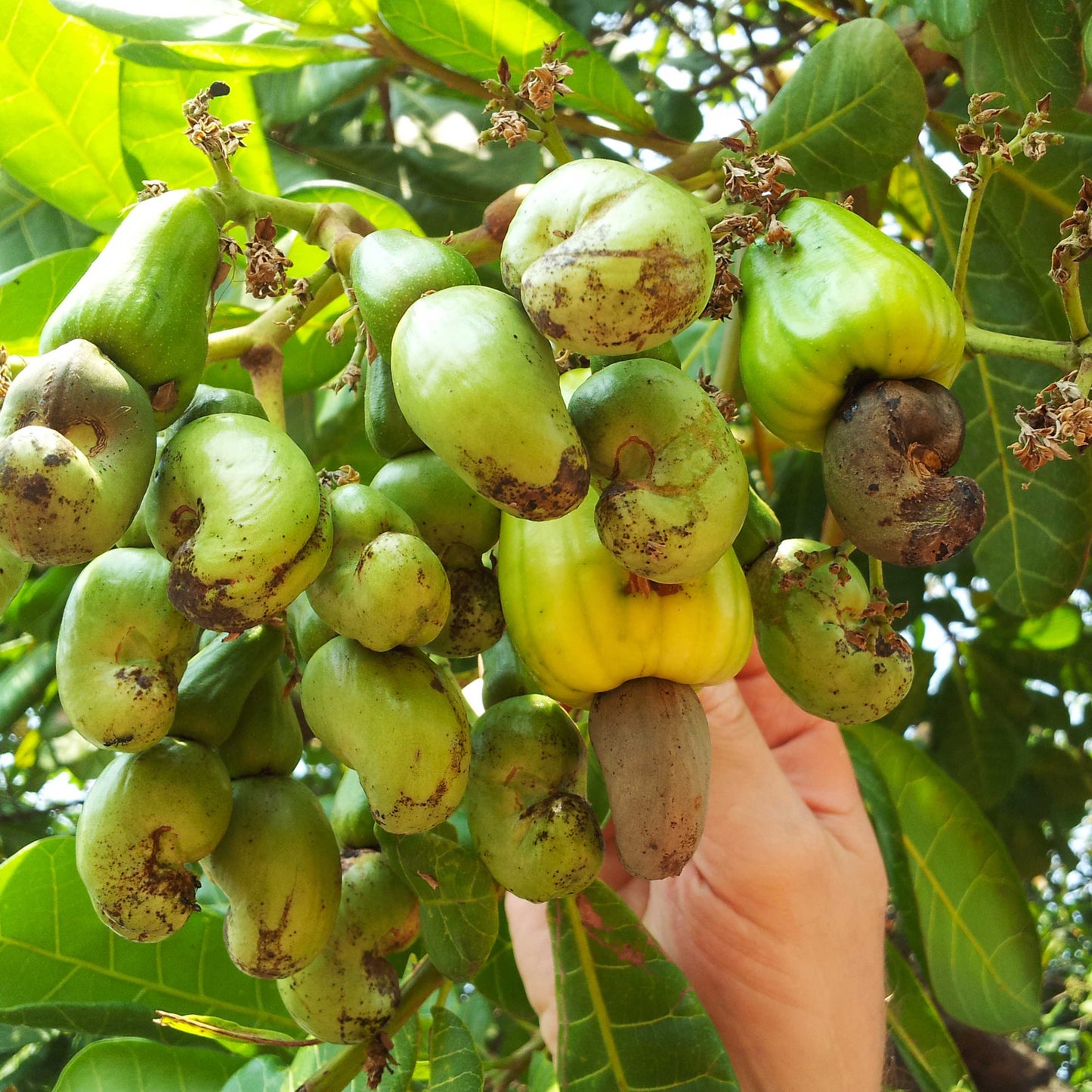 3Pcs Cashew Plant Seeds