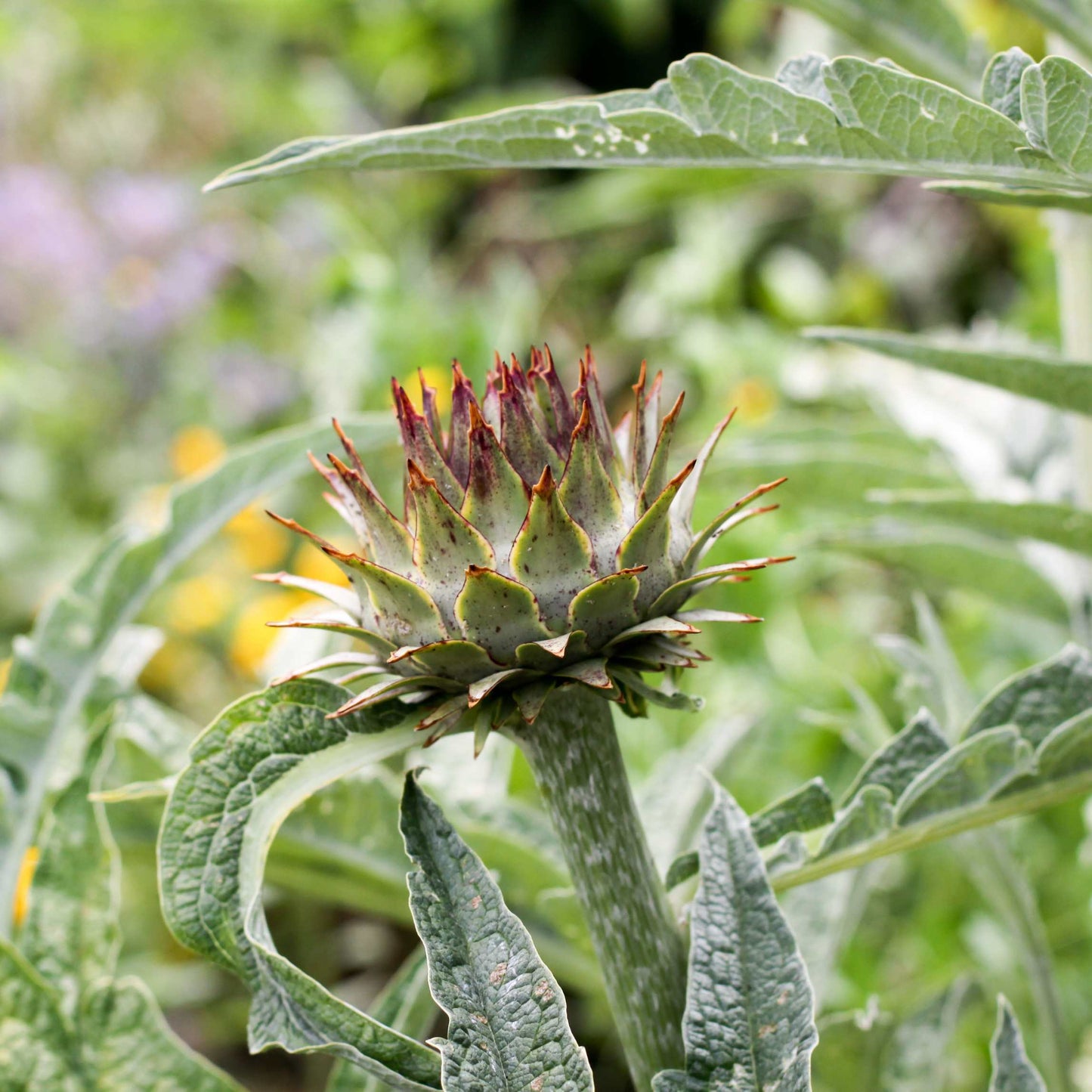 100pcs Organic Artichoke Seeds Pack