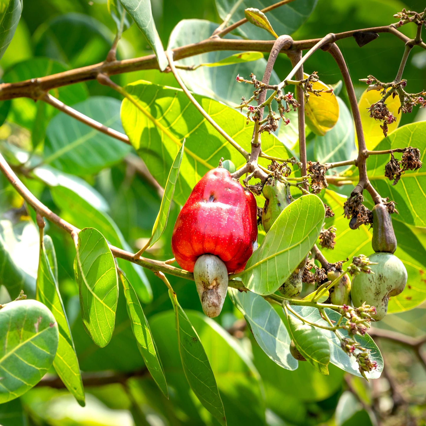 3Pcs Cashew Plant Seeds