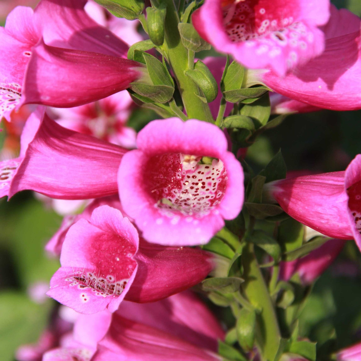 100Pcs Foxgloves Flower Seeds Pack