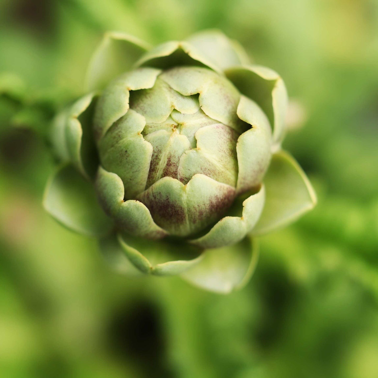 100pcs Organic Artichoke Seeds Pack