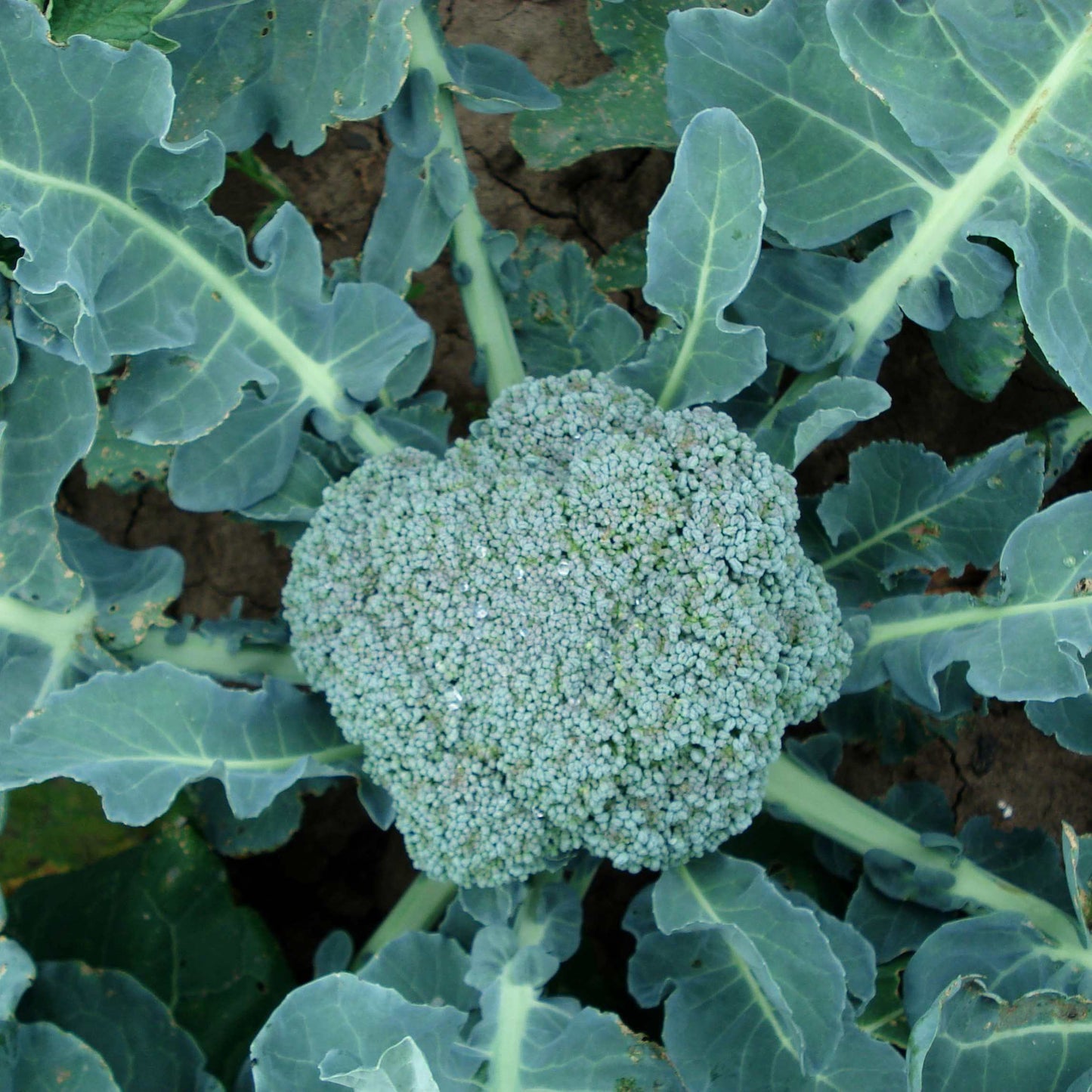 50Pcs Organic Broccoli Seeds