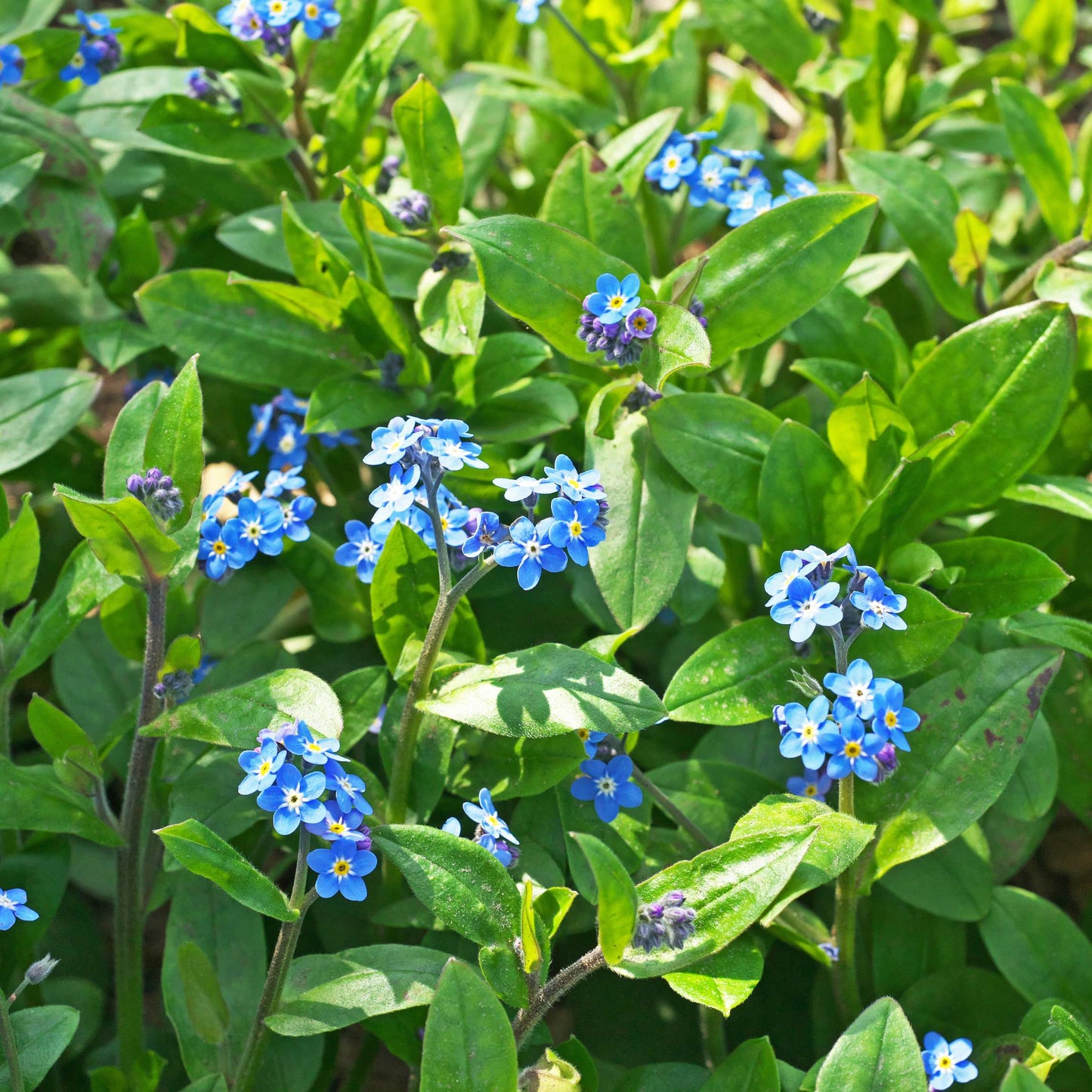 100Pcs Forget Me Not (Myosotis Sylvatica) Blue Flower Seeds