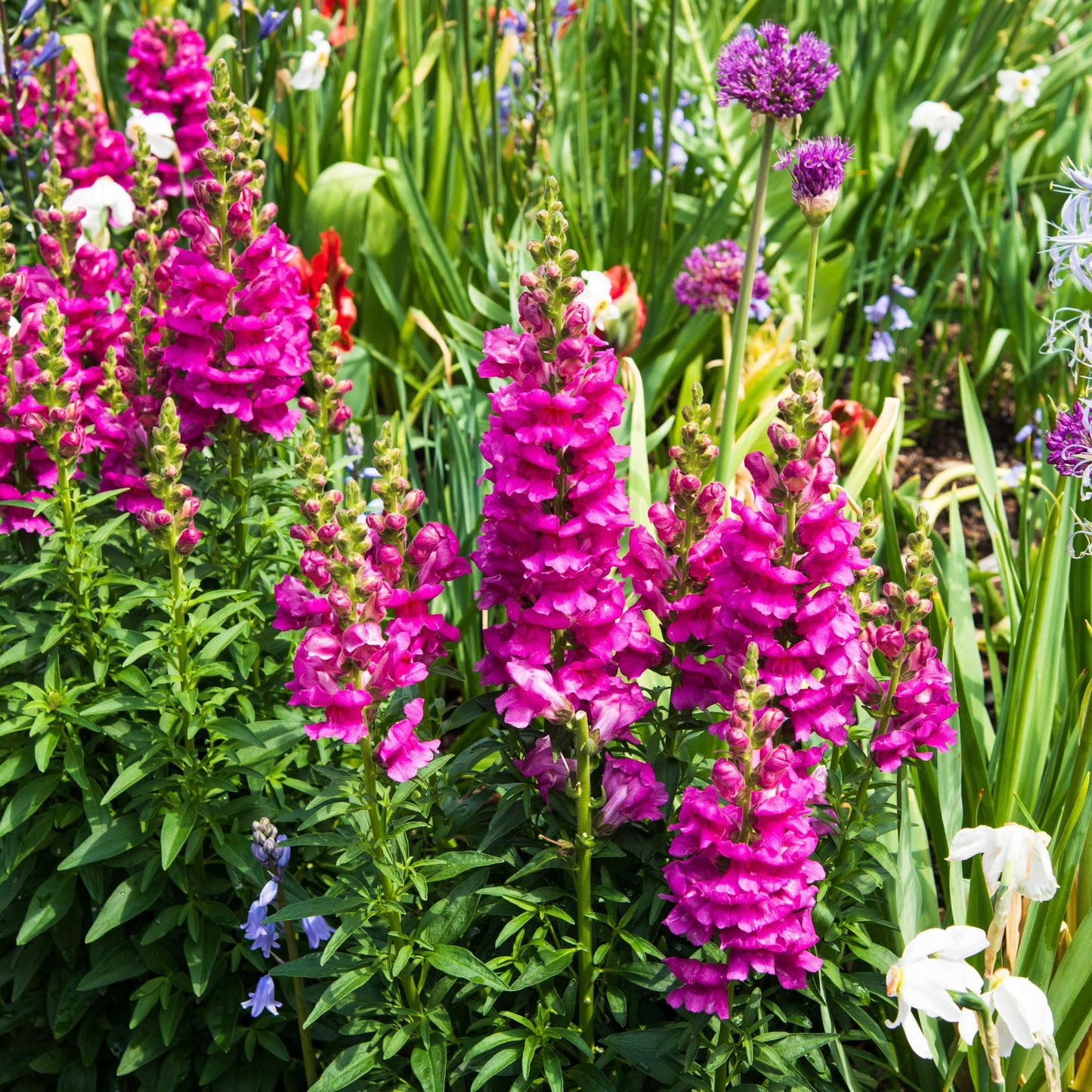 100Pcs Lupine Russel Mix Flower Seeds