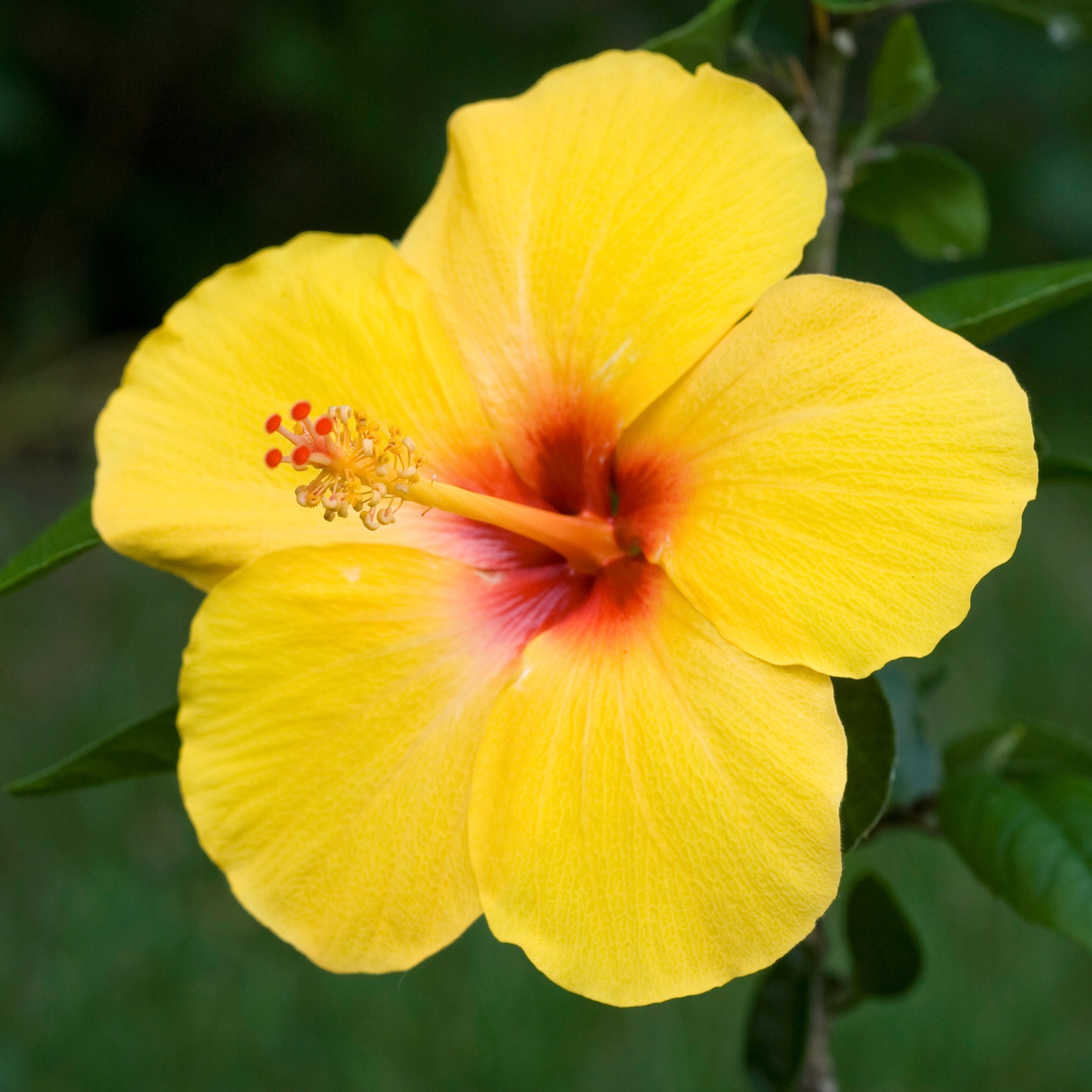 200Pcs Multi Colored Hibiscus Seeds