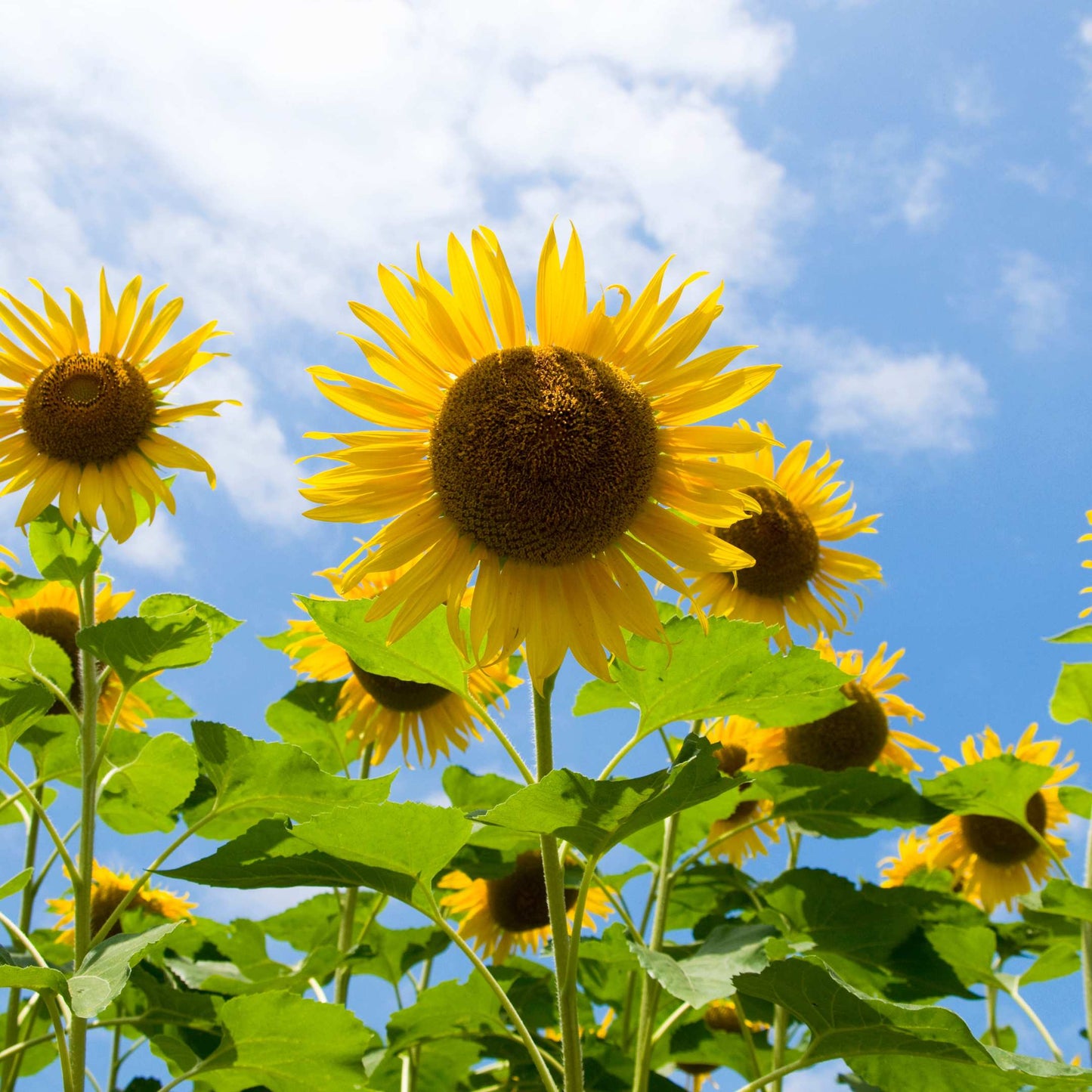 50Pcs Sunflower Plant Seeds, Sunflower seeds