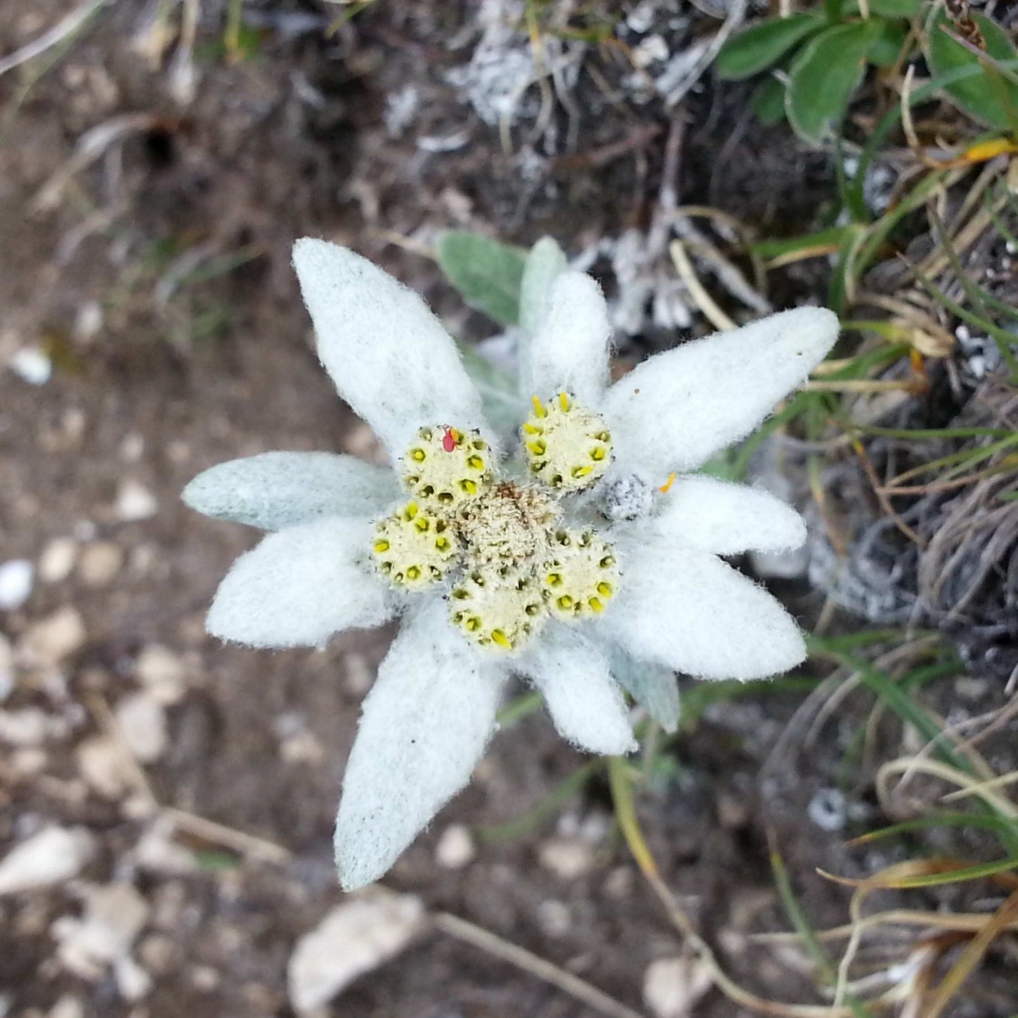 100Pcs Edelweiss Flower Seeds