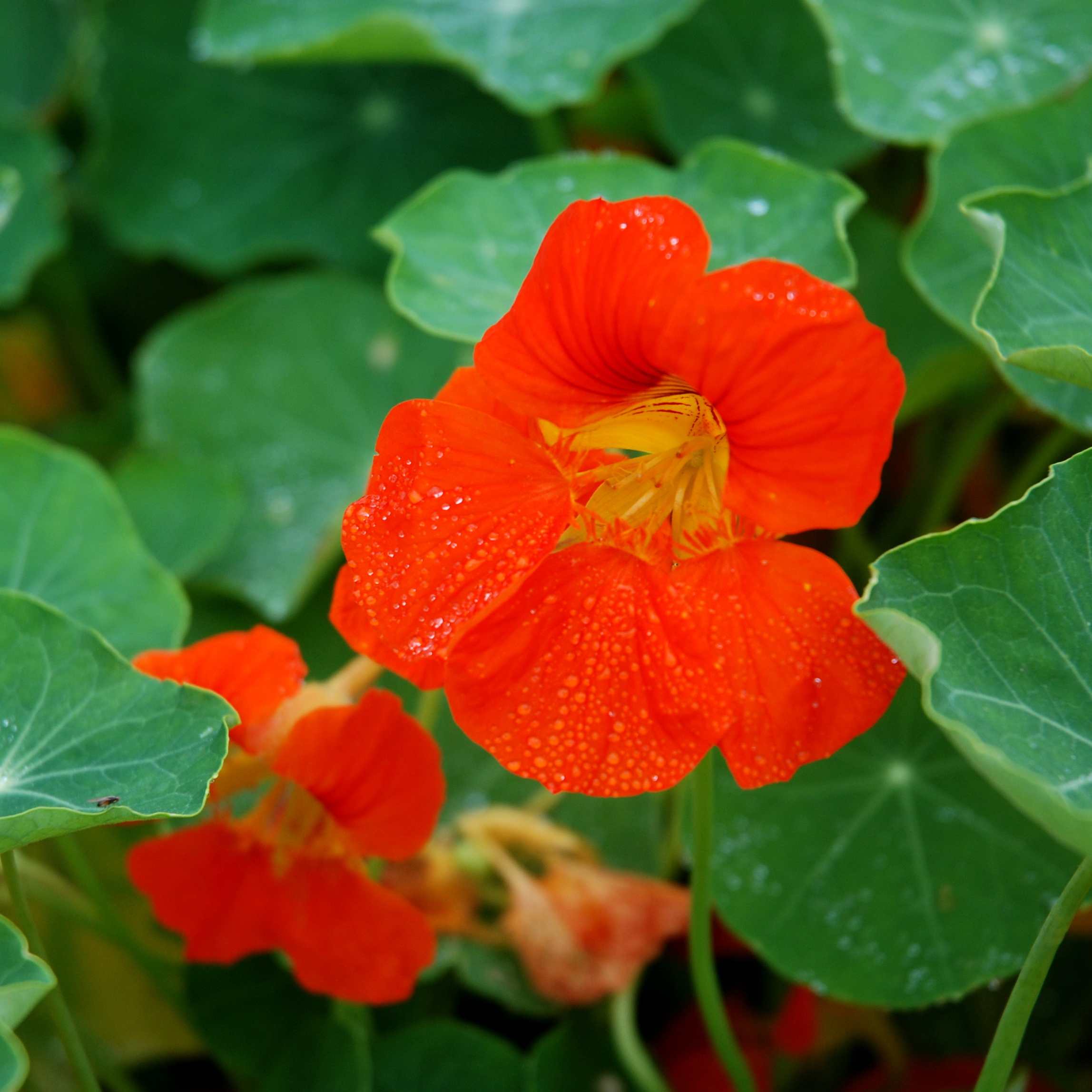 100Pcs Nasturtium Flower Seeds Pack