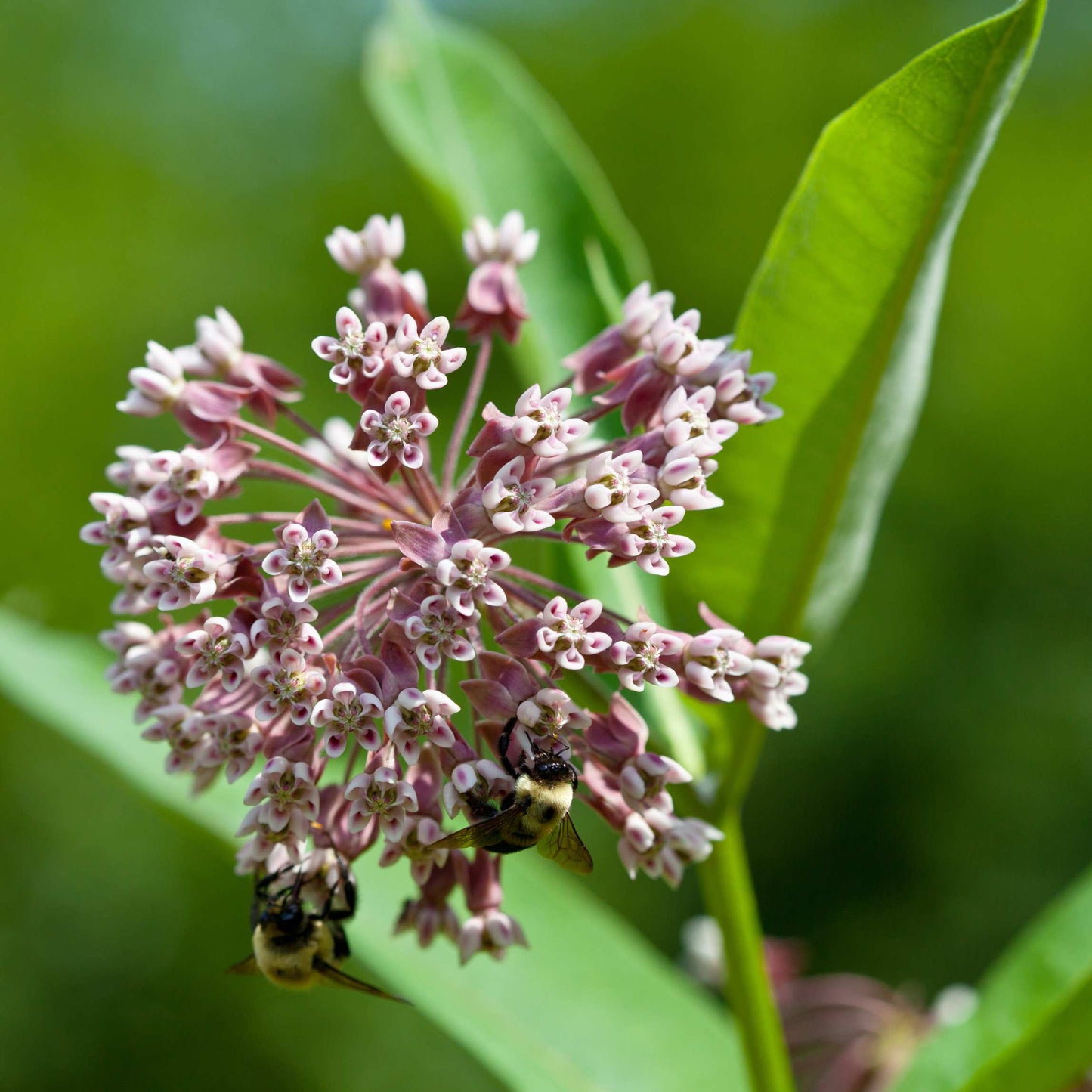 50Pcs Milkweed Flower Seeds