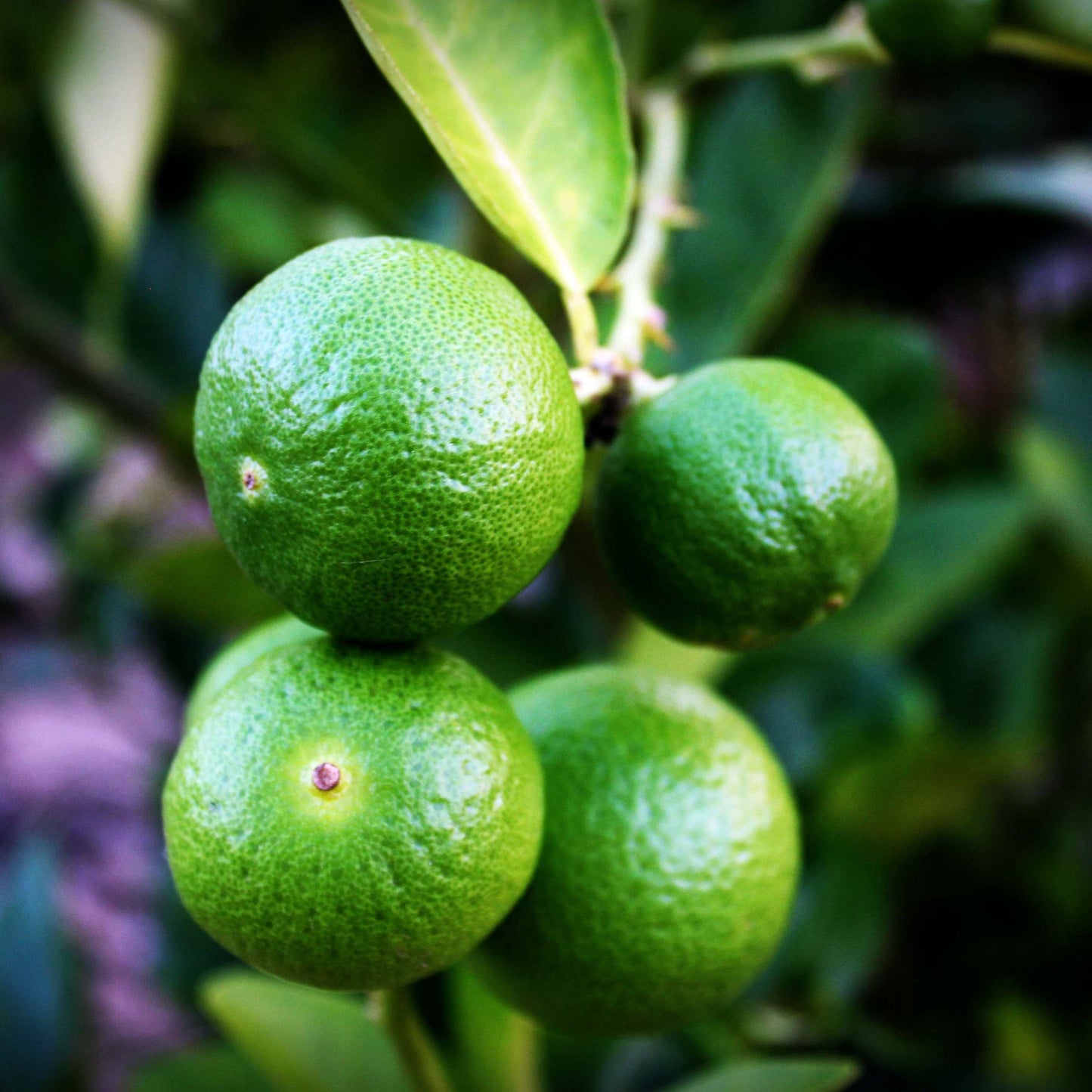 10Pcs Organic Kaffir Lime Seeds