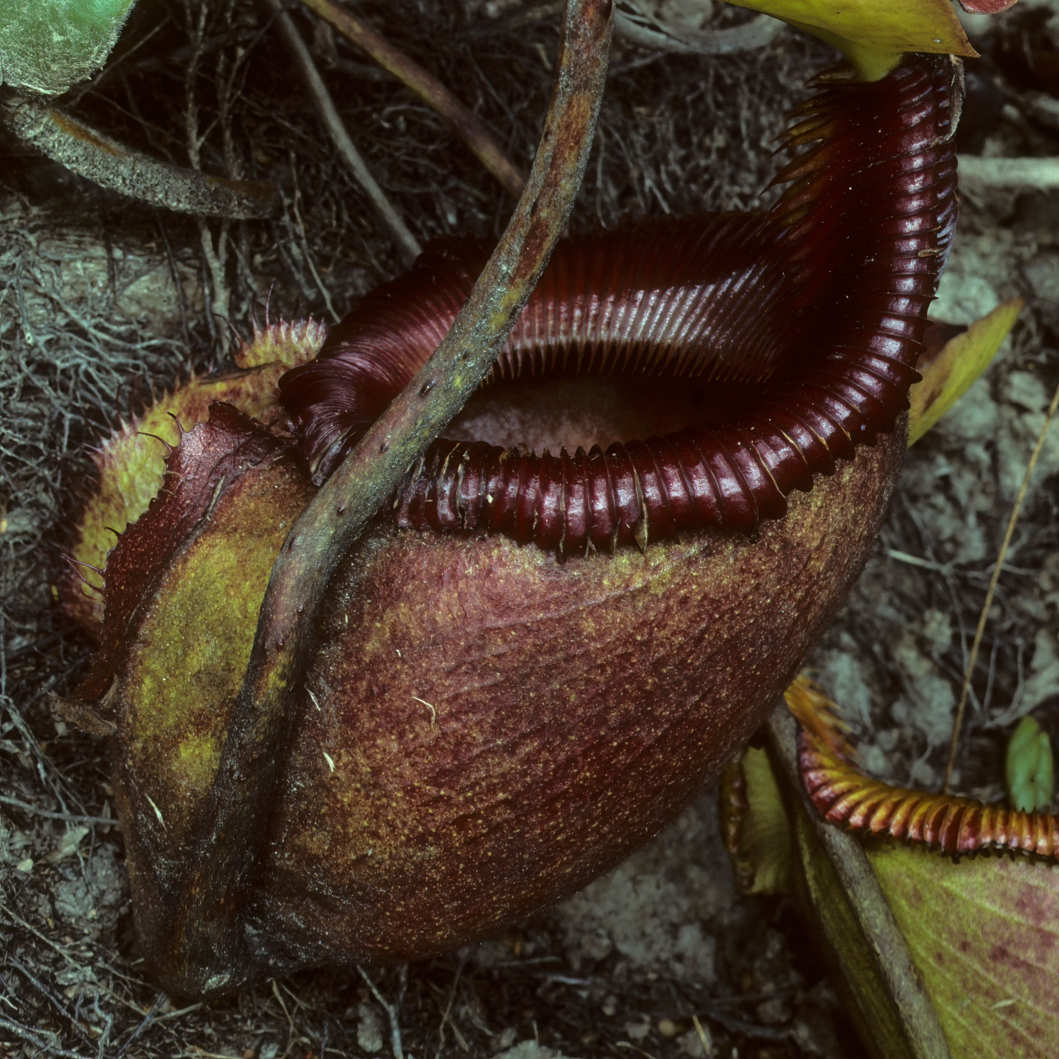 Carnivorous Pitcher Plant Purpurea Foliage Shades Flower Exotic Seeds