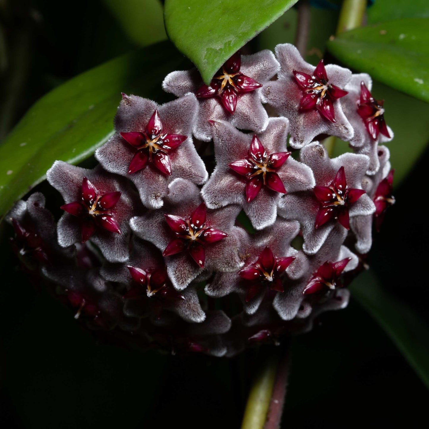 50Pcs Hoya Flower Seeds