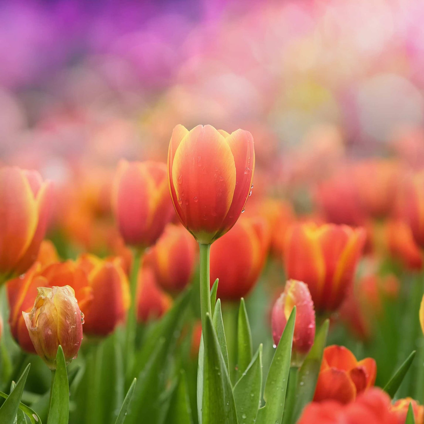 50Pcs Mixed Color Tulip Seeds