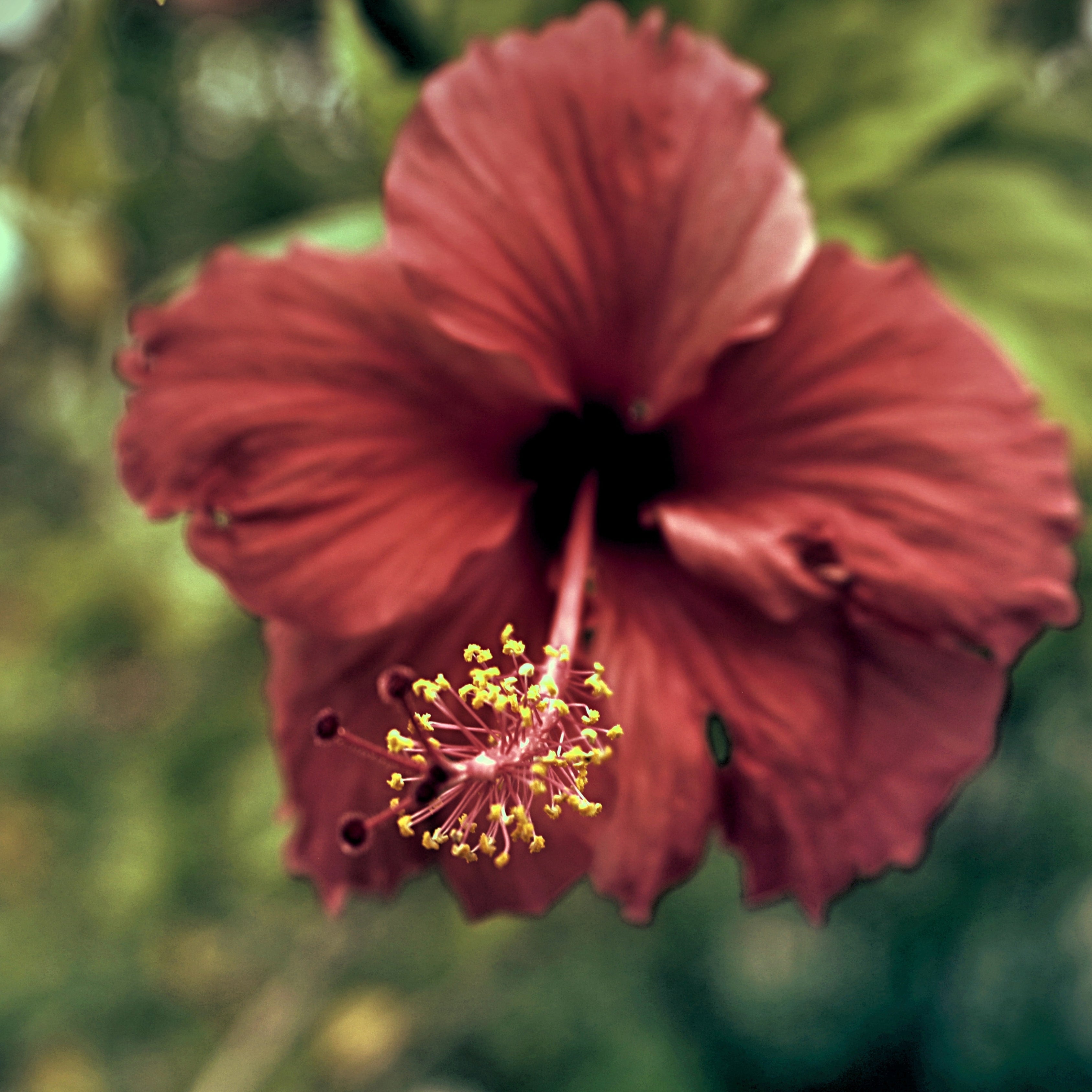 200Pcs Multi Colored Hibiscus Seeds