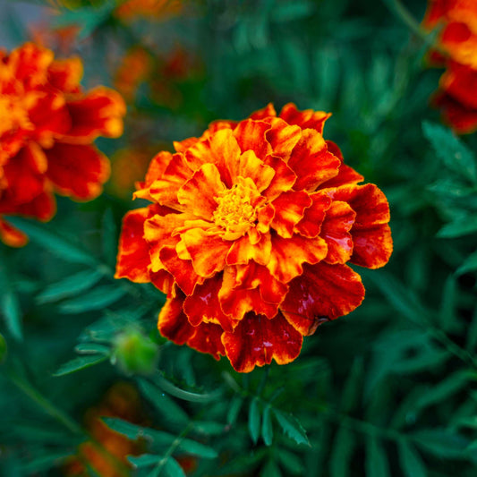 100Pcs French Marigold Flower Seeds Pack