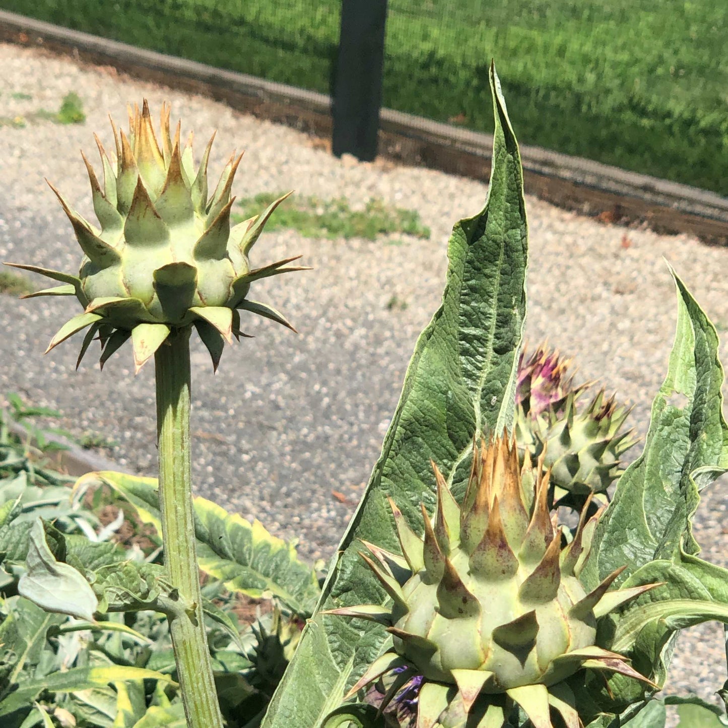 100pcs Organic Artichoke Seeds Pack