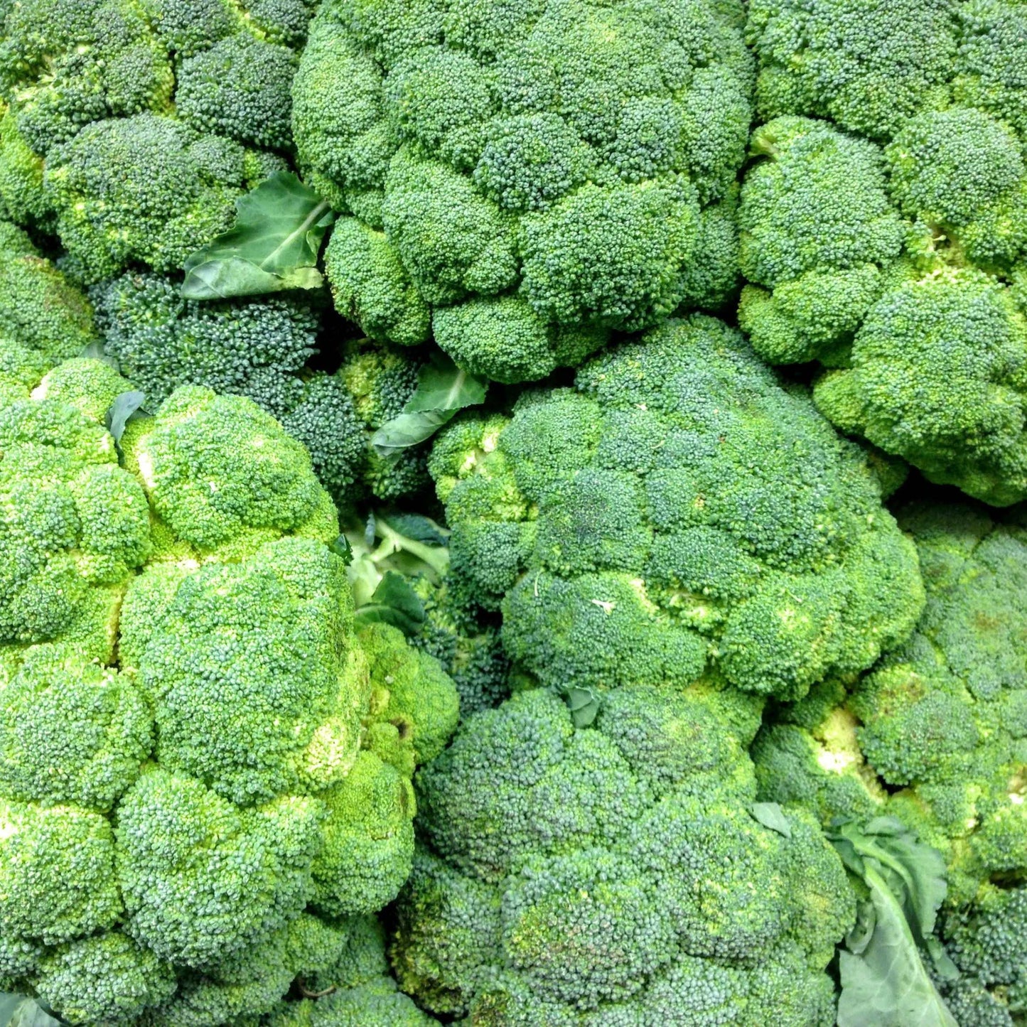 50Pcs Organic Broccoli Seeds