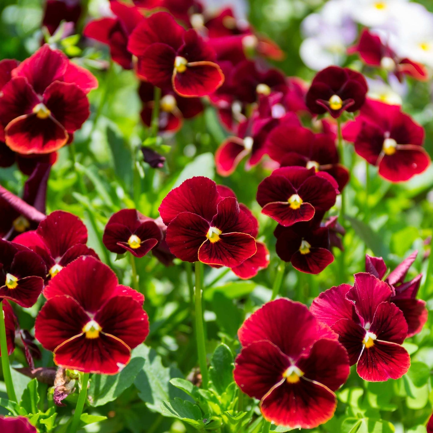 50Pcs Pansies Flower Seeds Pack