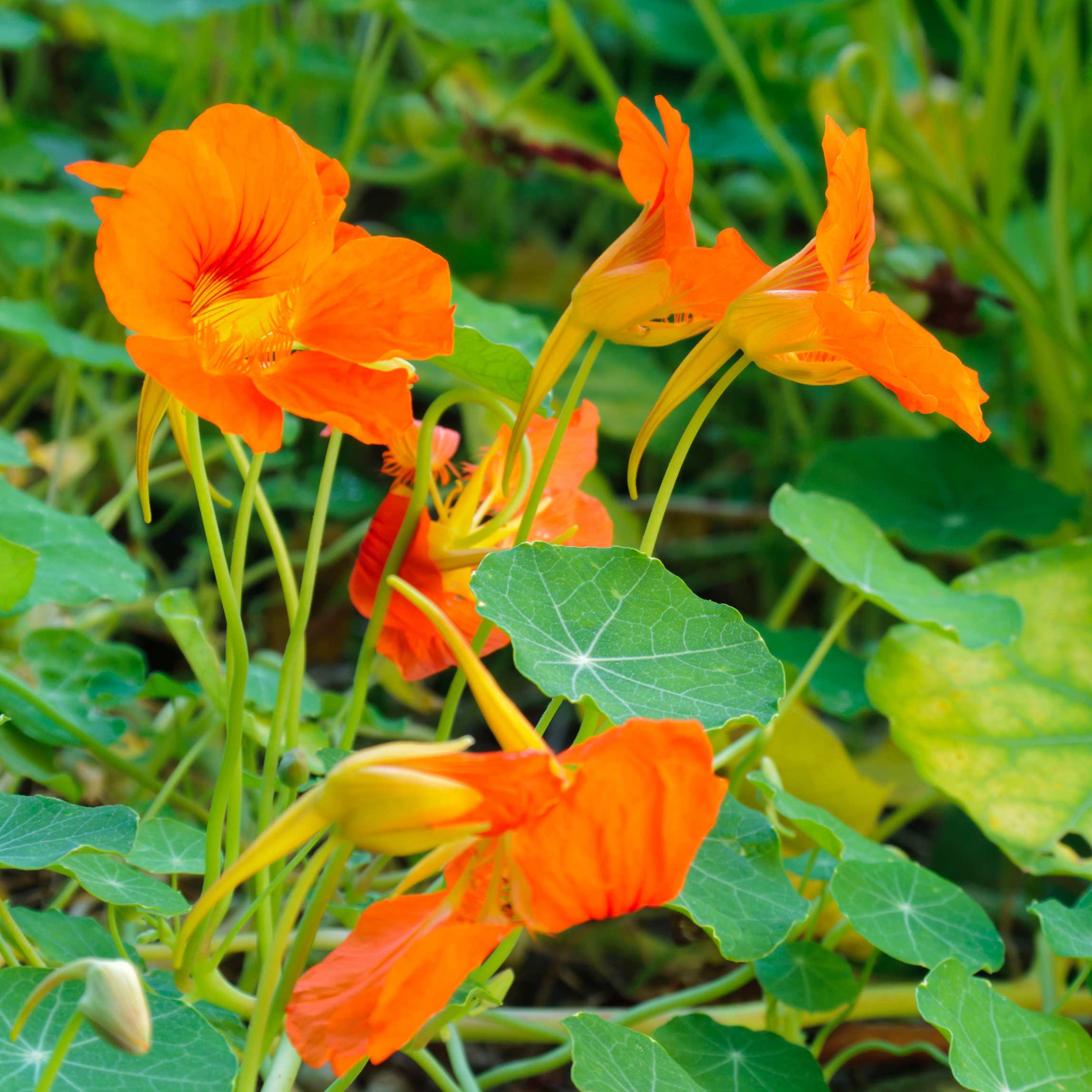 100Pcs Nasturtium Flower Seeds Pack