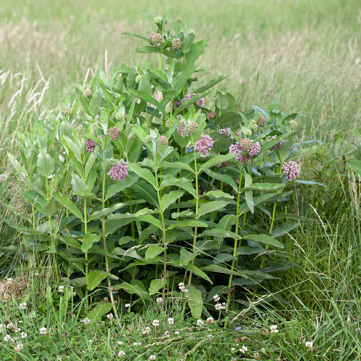 50Pcs Milkweed Flower Seeds