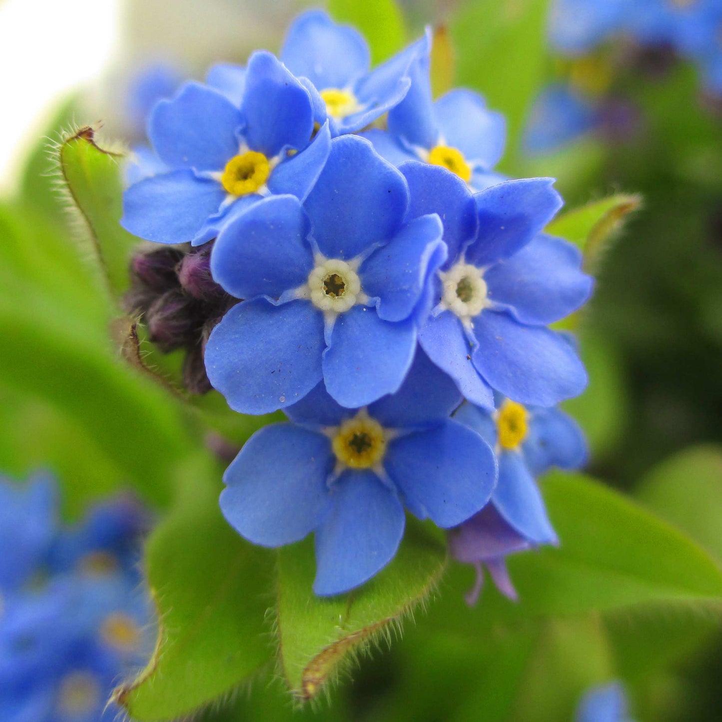 100Pcs Forget Me Not (Myosotis Sylvatica) Blue Flower Seeds