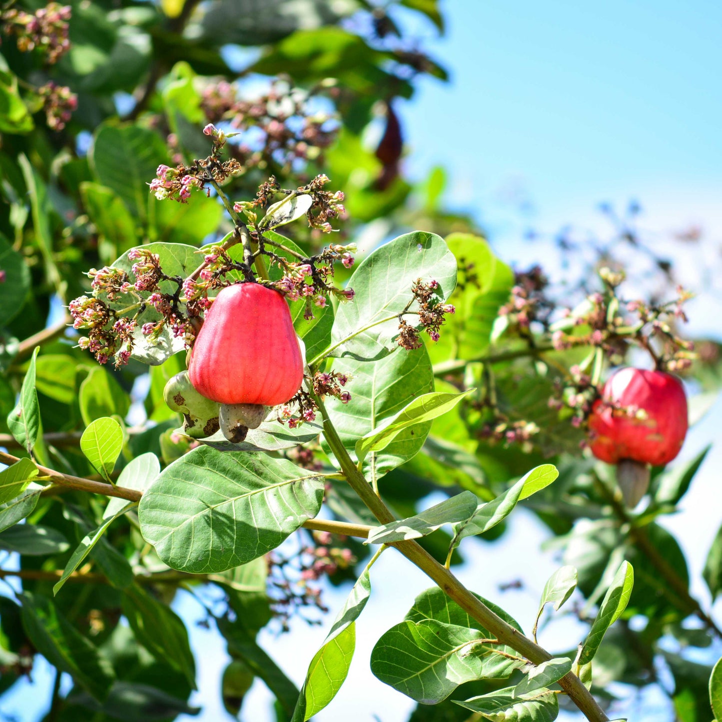 3Pcs Cashew Plant Seeds