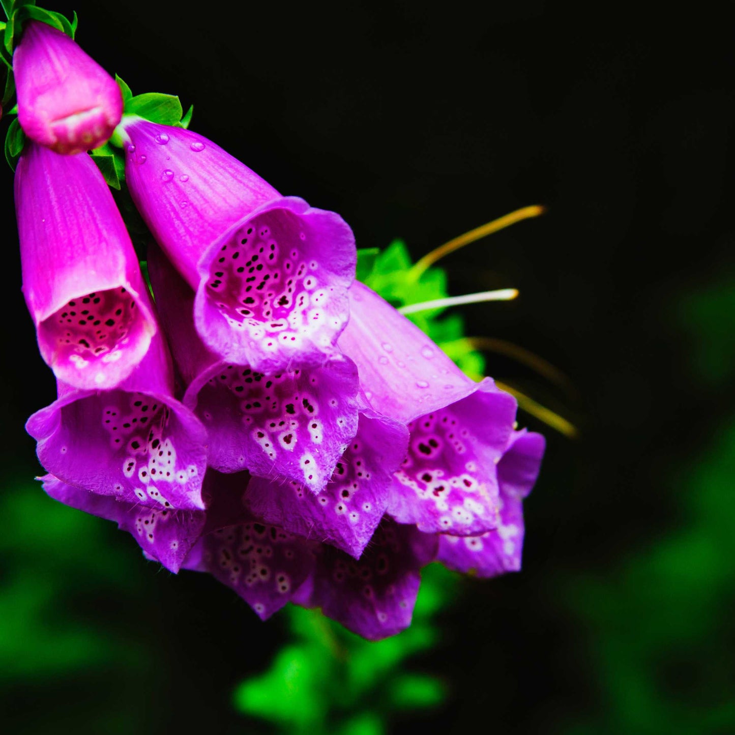 100Pcs Foxgloves Flower Seeds Pack