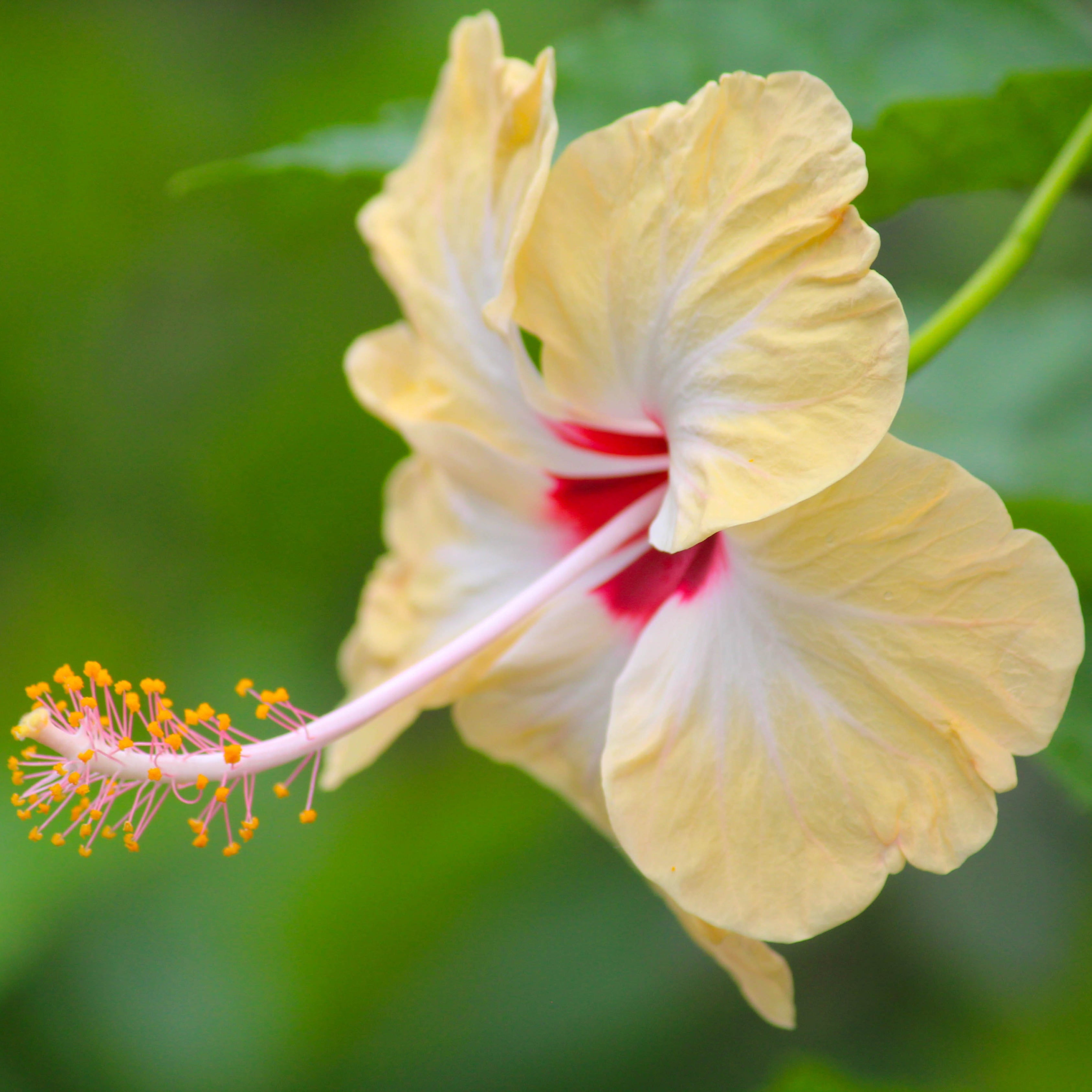 200Pcs Multi Colored Hibiscus Seeds