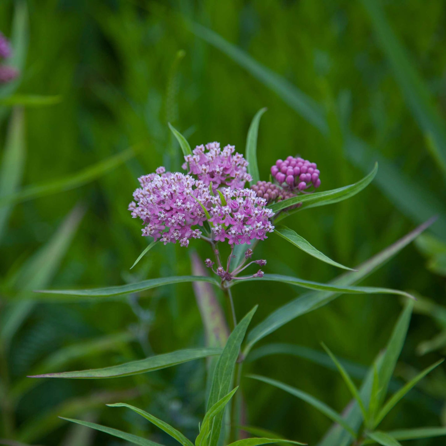 50Pcs Milkweed Flower Seeds