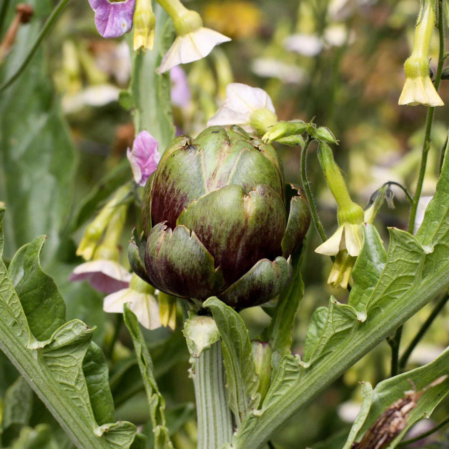 100pcs Organic Artichoke Seeds Pack