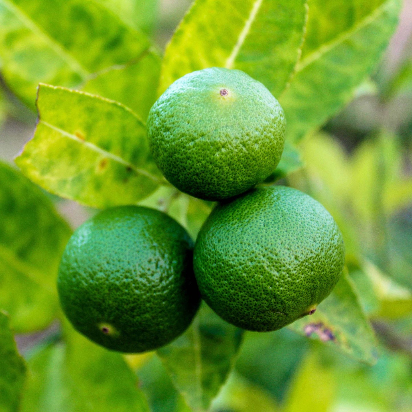 10Pcs Organic Kaffir Lime Seeds